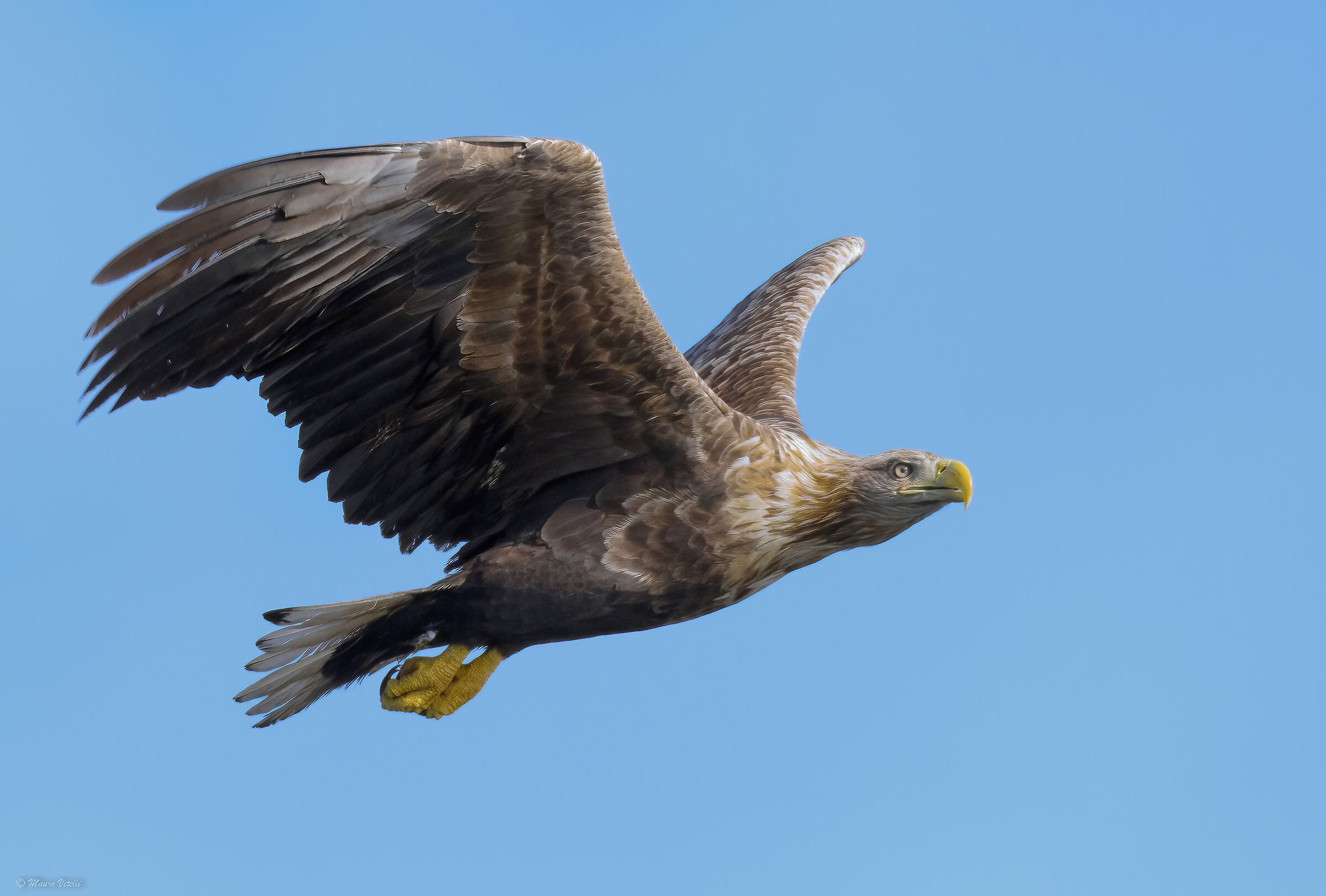 Sea eagle (Haliaeetus albicilla)