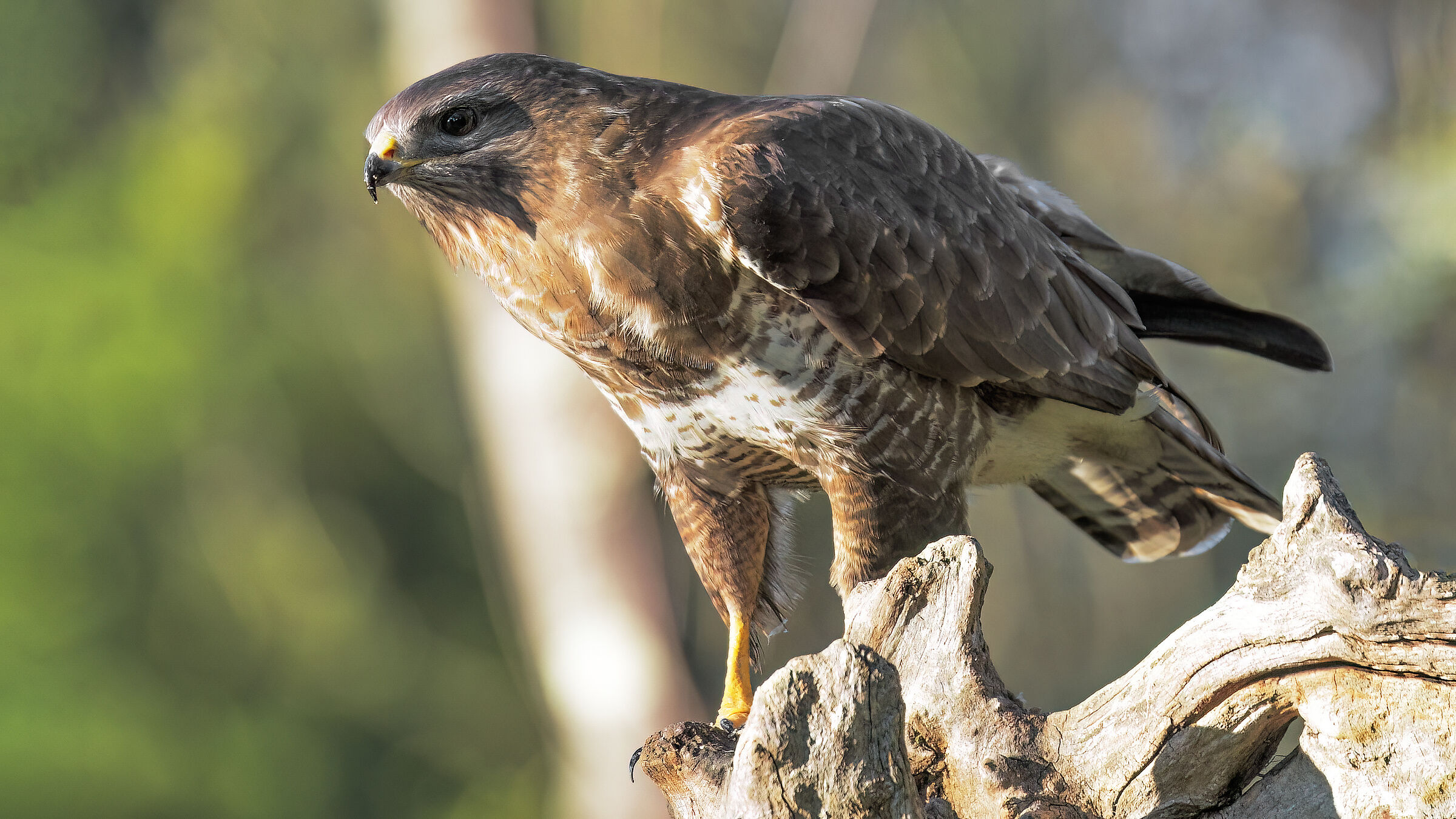 Female buzzard °