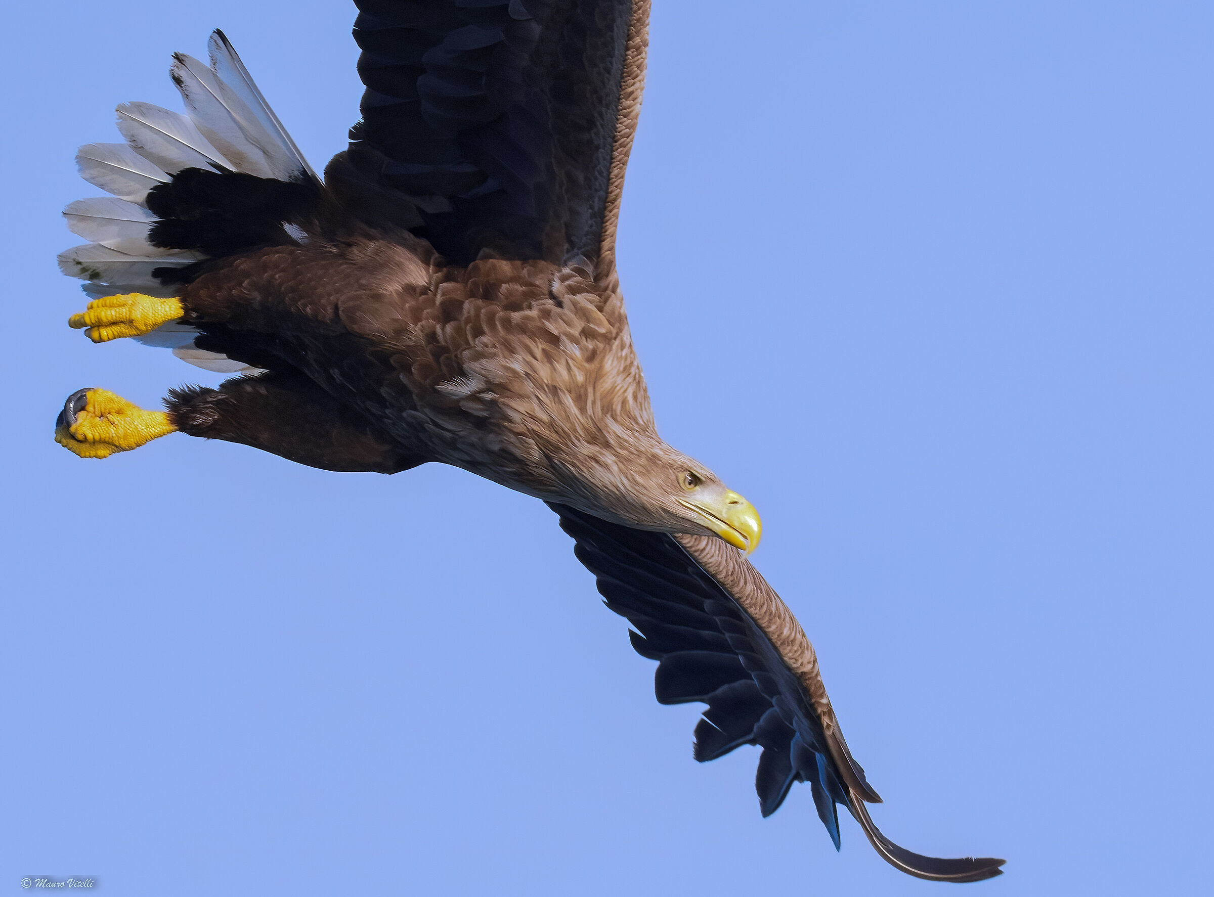Sea eagle (Haliaeetus albicilla)