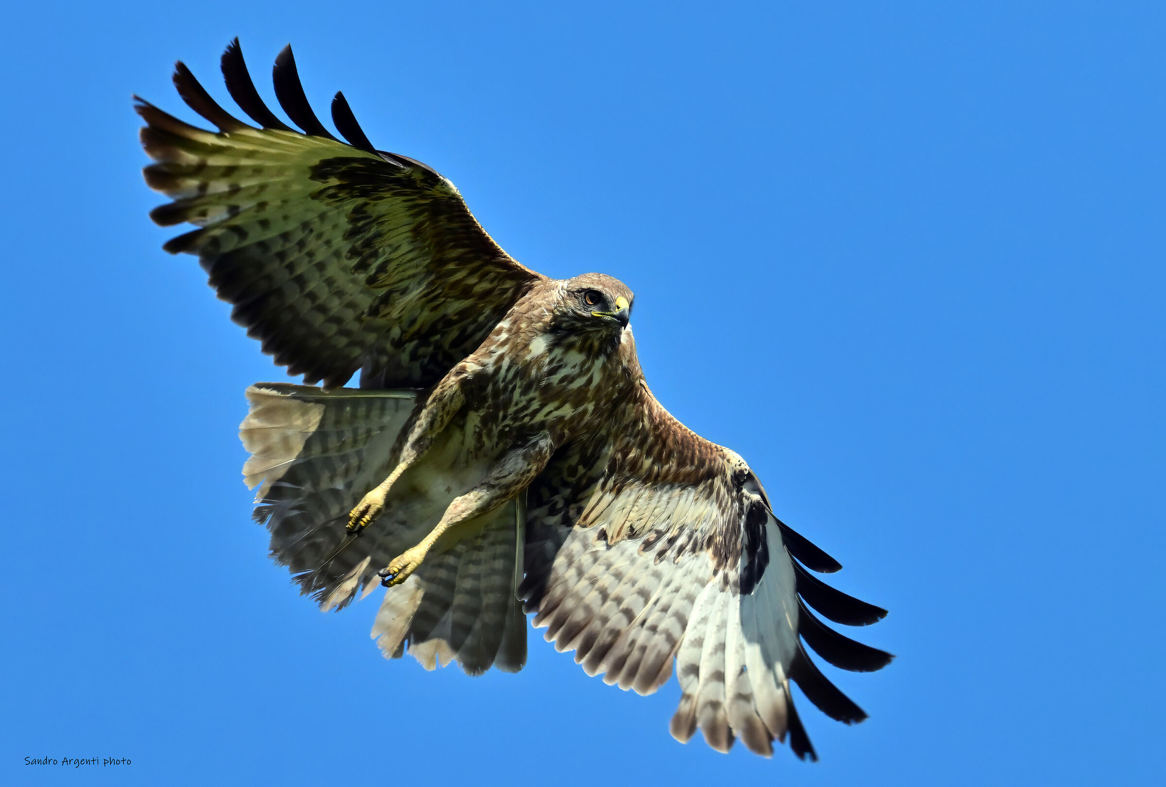 Poiana (Buteo buteo) nel corso di una improvvisa virata