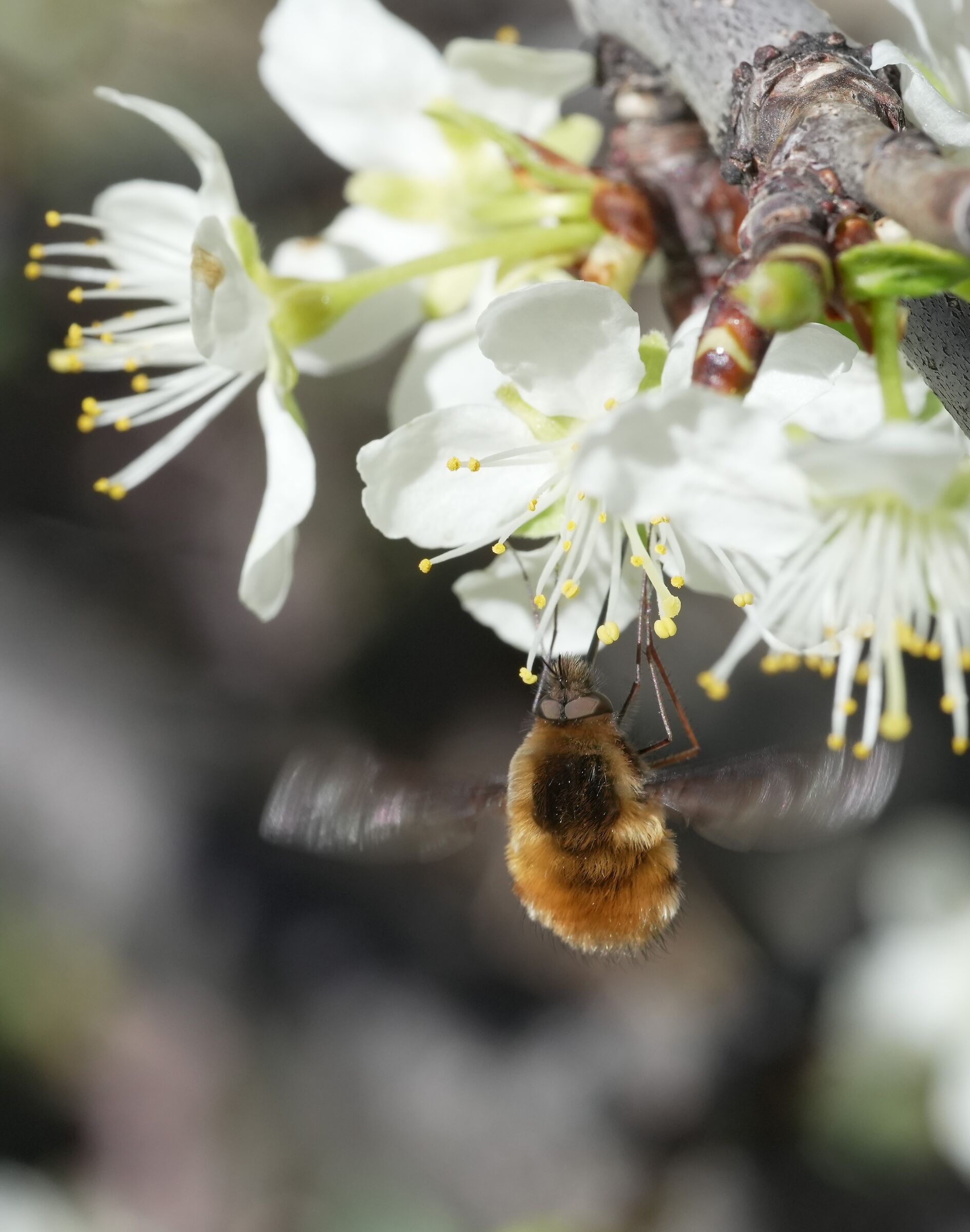 Bombylidae on cherry blossoms