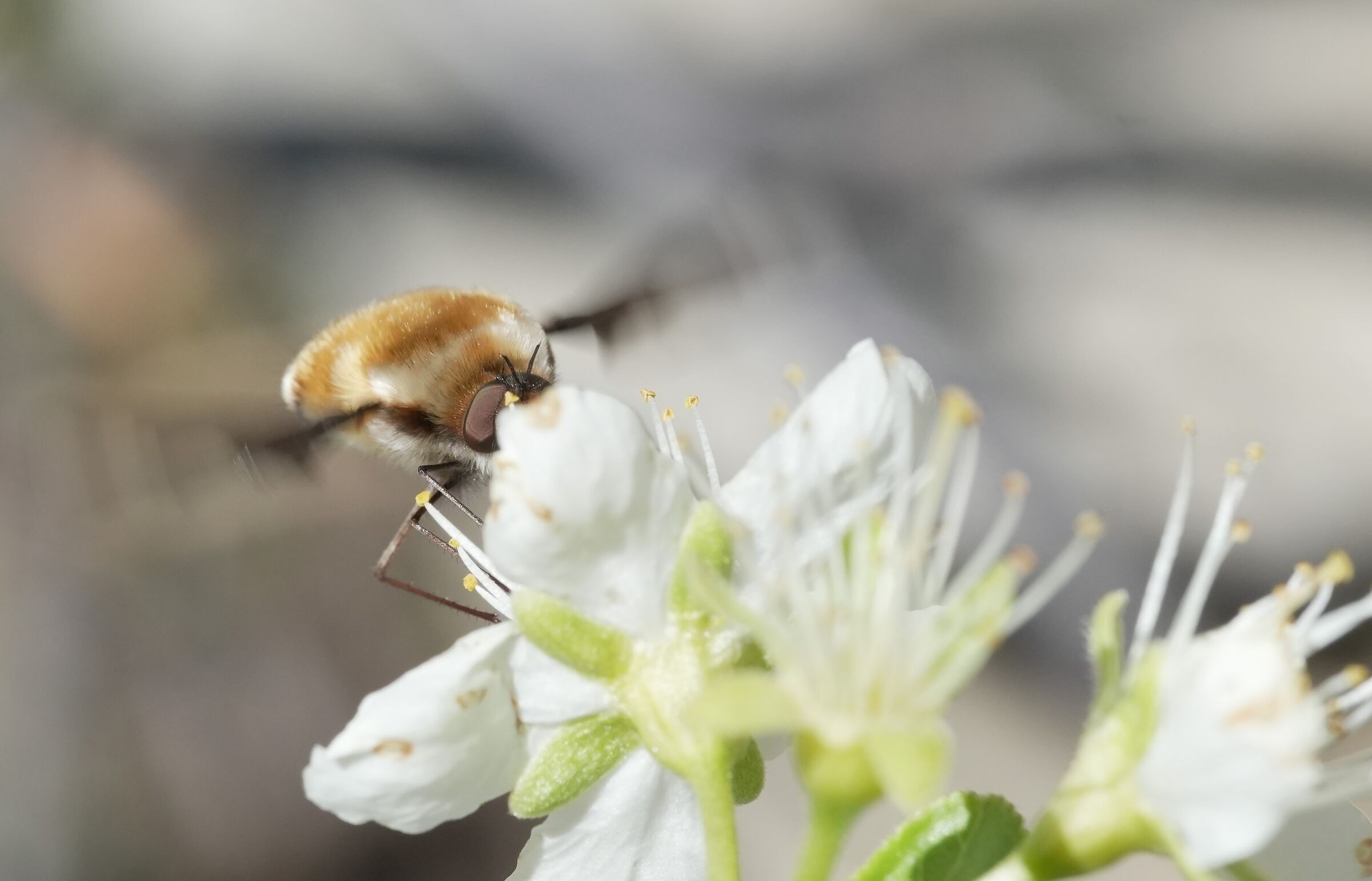 Bombylidae su fiori di ciliegio