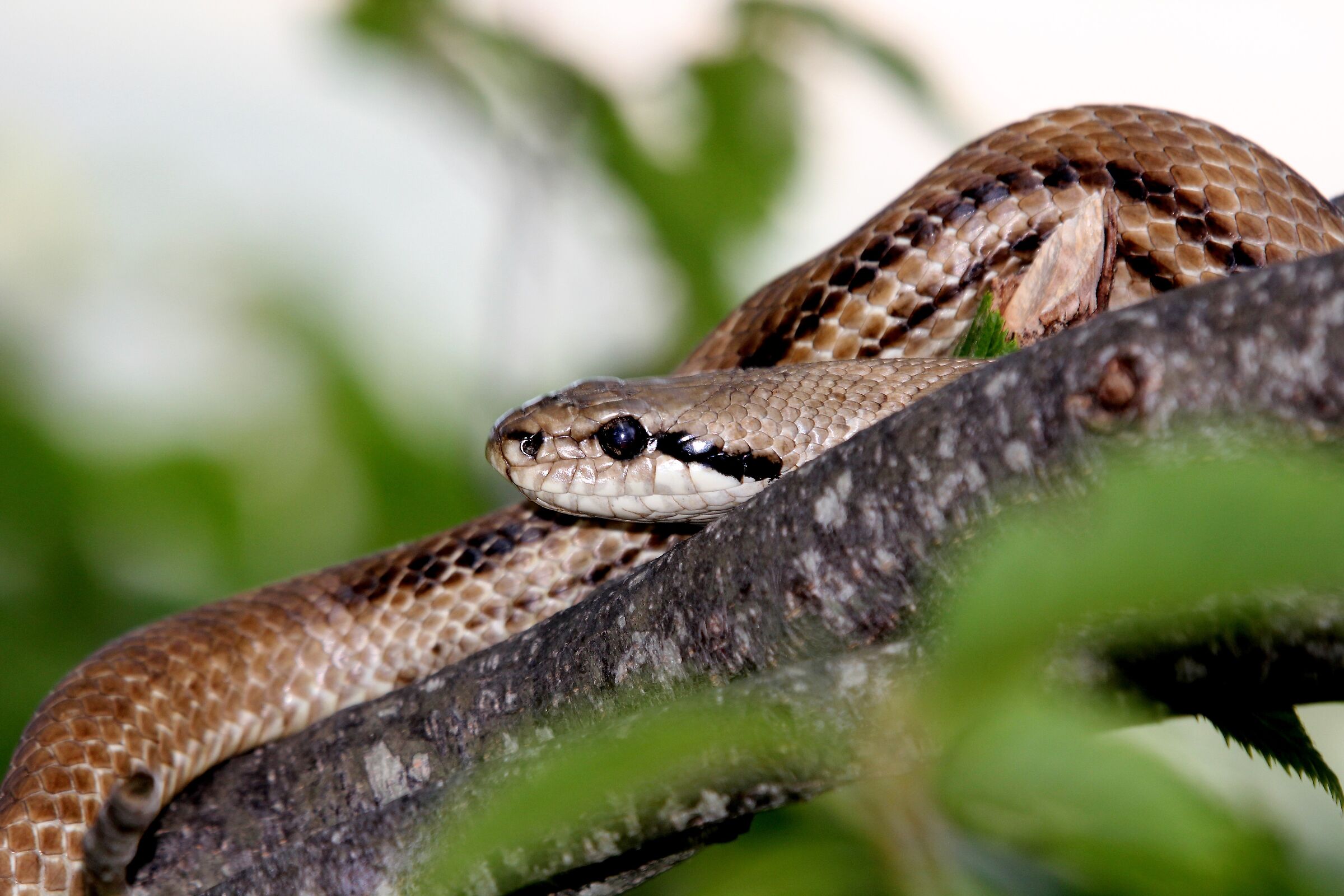 Elaphe Quatuorlineata ,Cervone