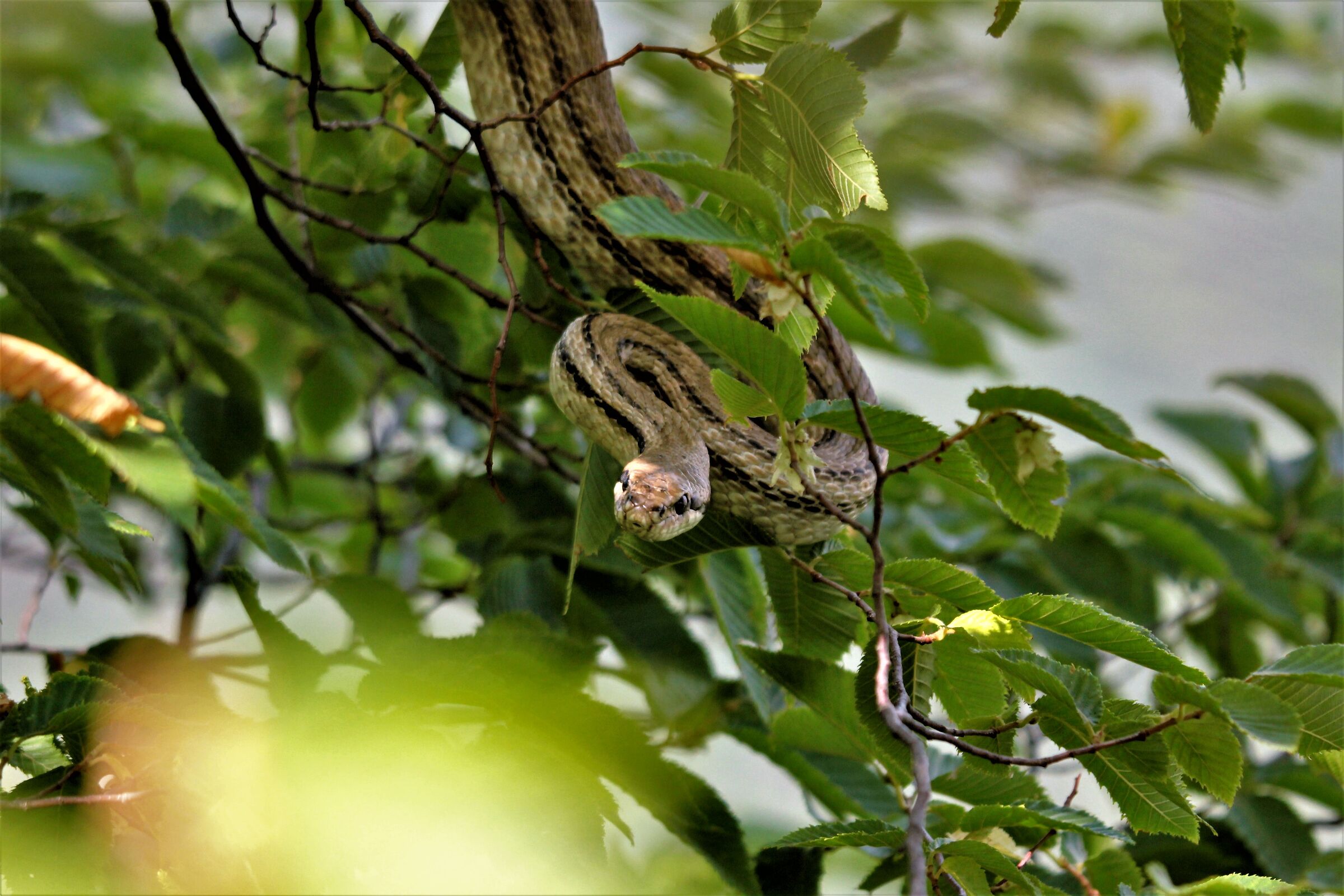 Elaphe Quatuorlineata ,Cervone