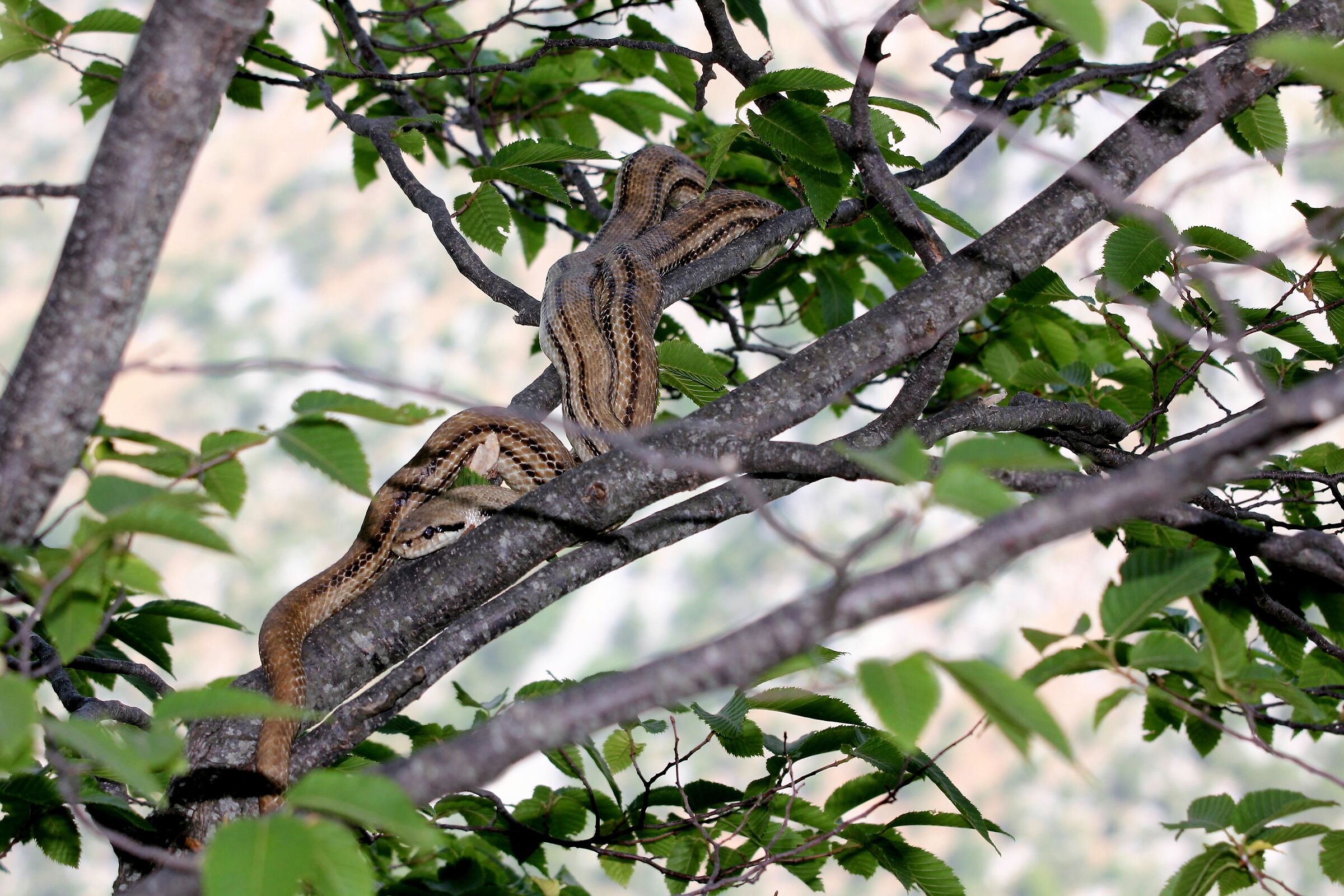 Elaphe Quatuorlineata ,Cervone