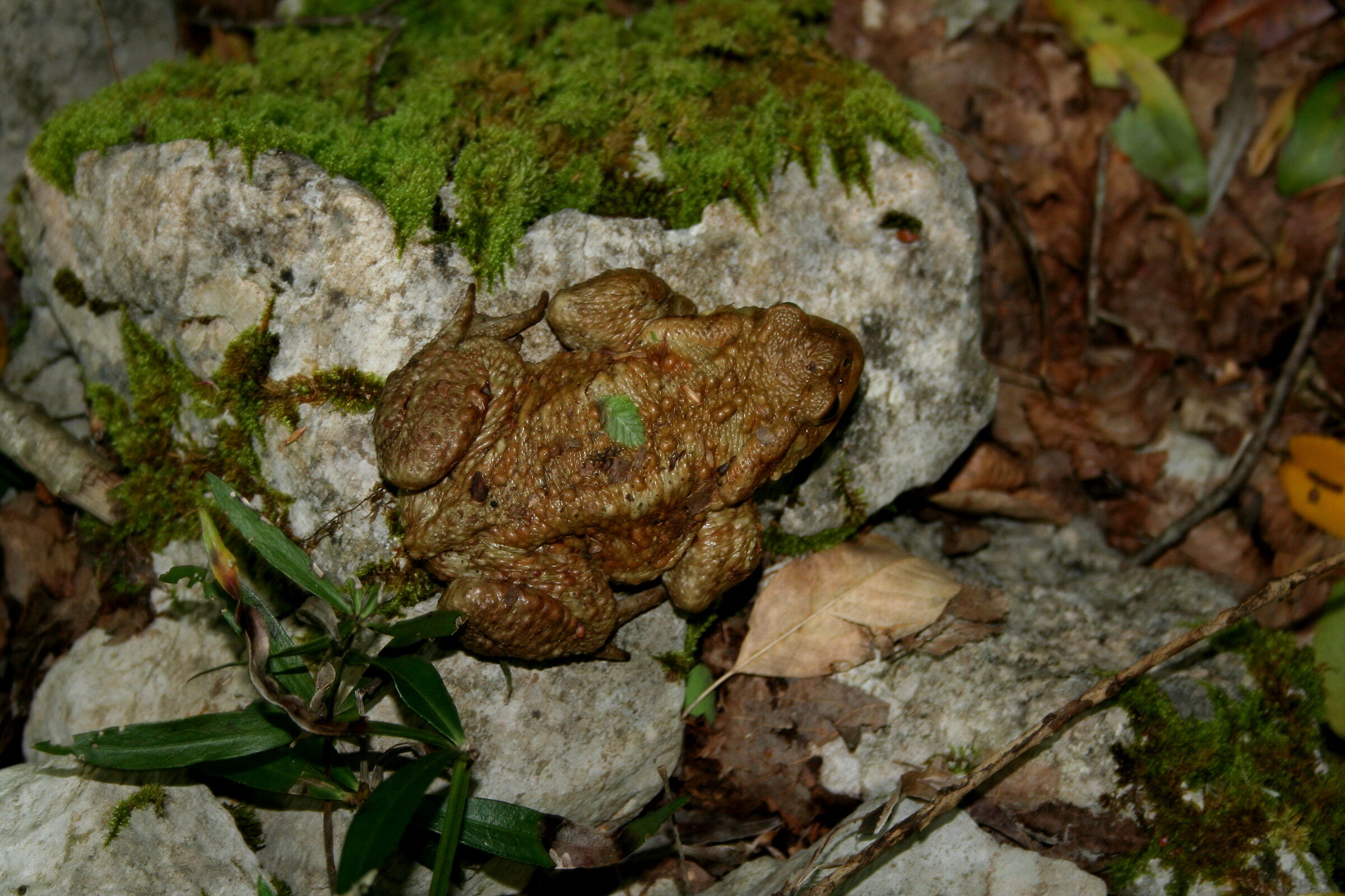 Toad