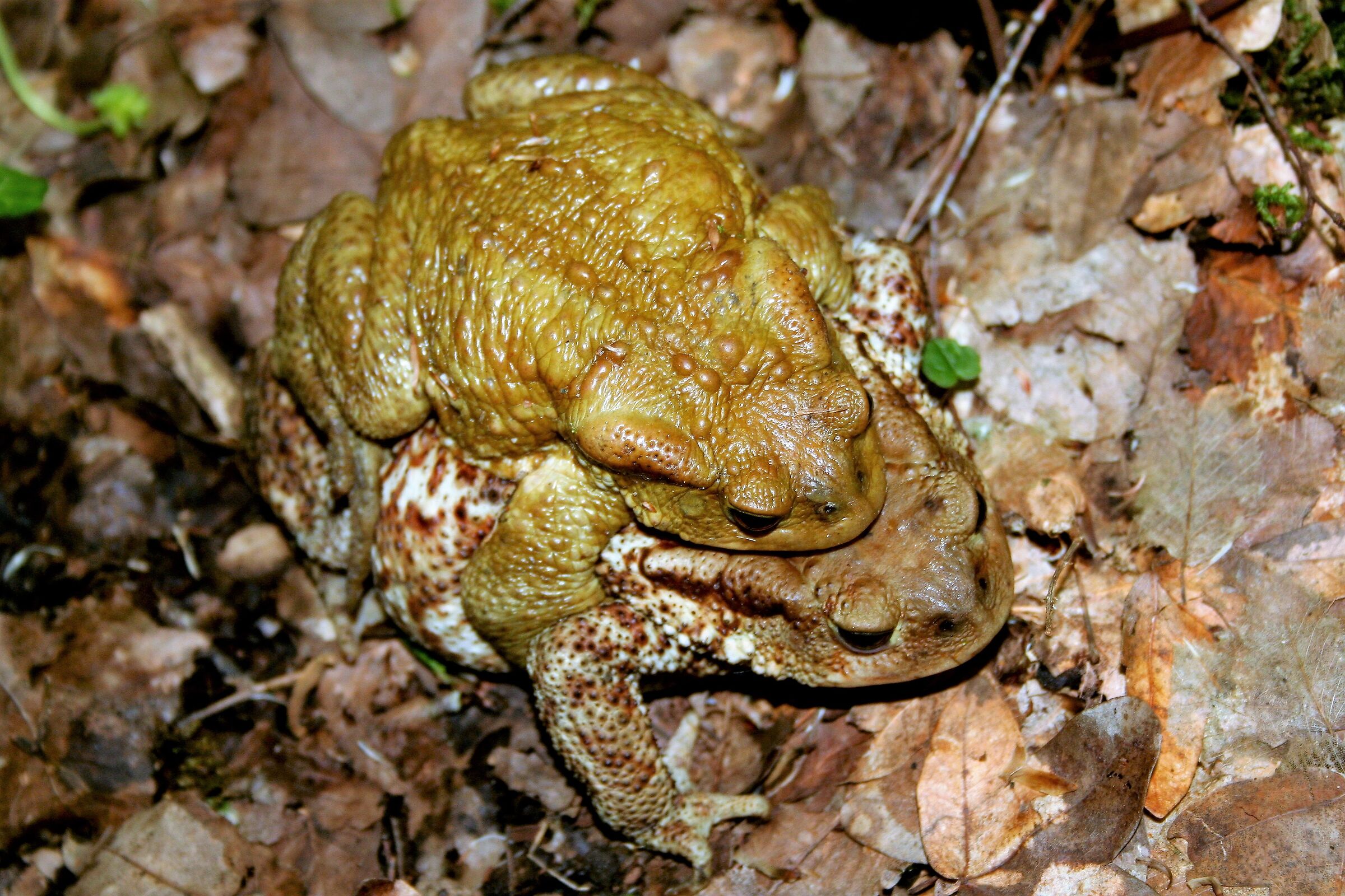 Pair of Toads in mating