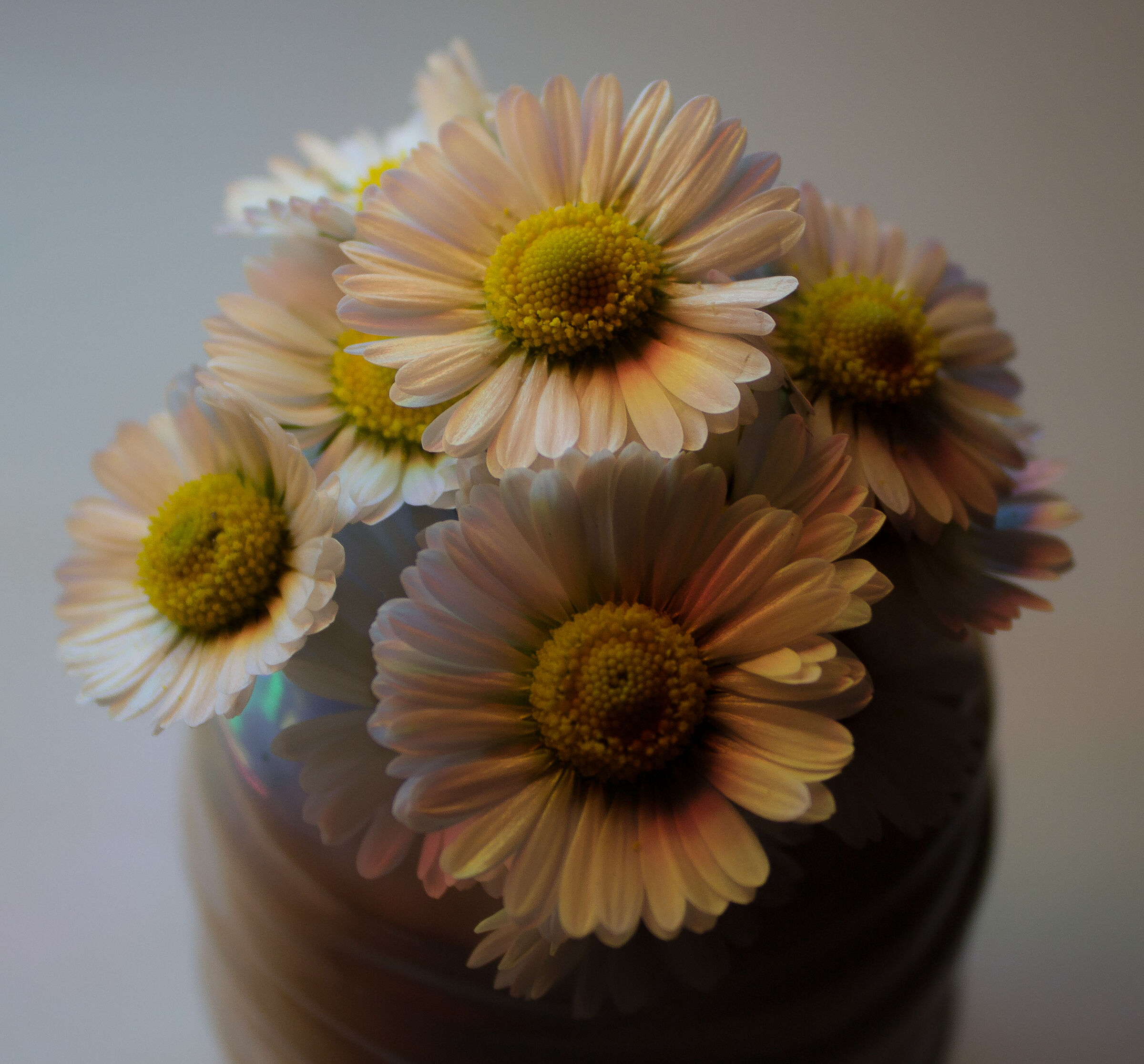 Bellis perennis