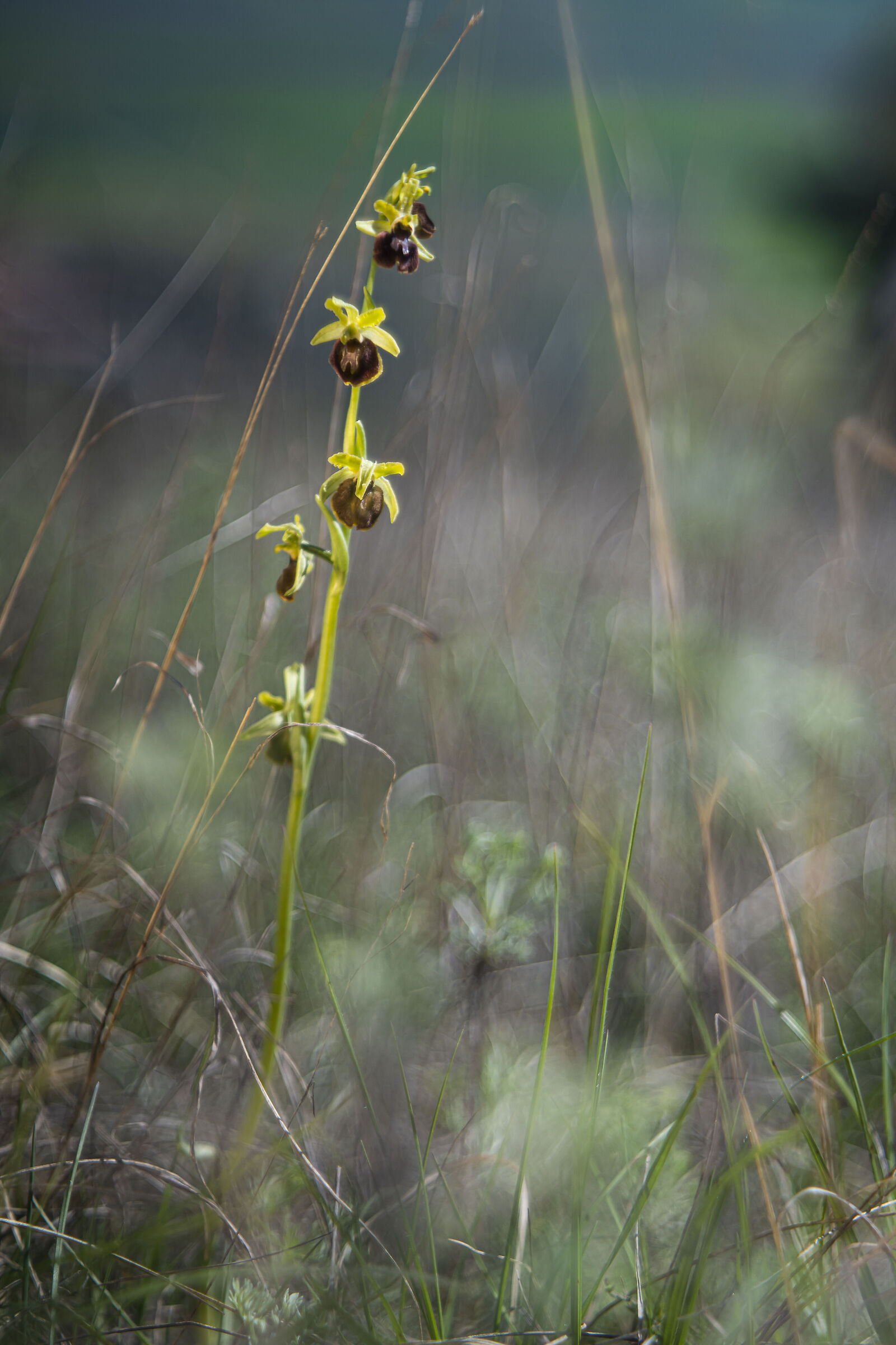 Ophrys sphegodes