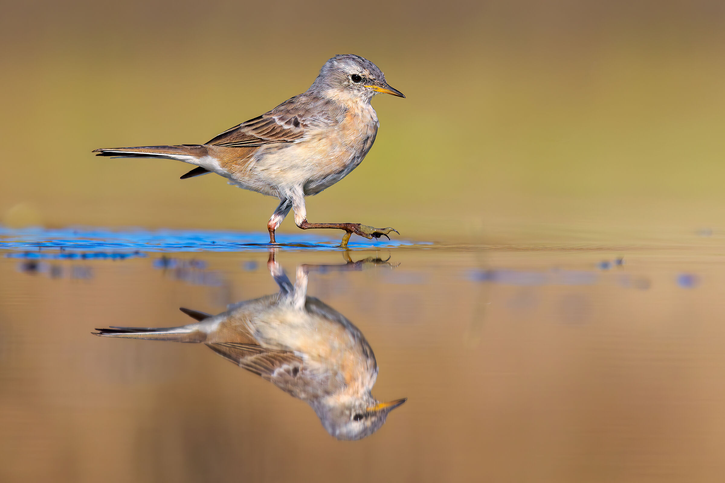 Spioncello in migrazione