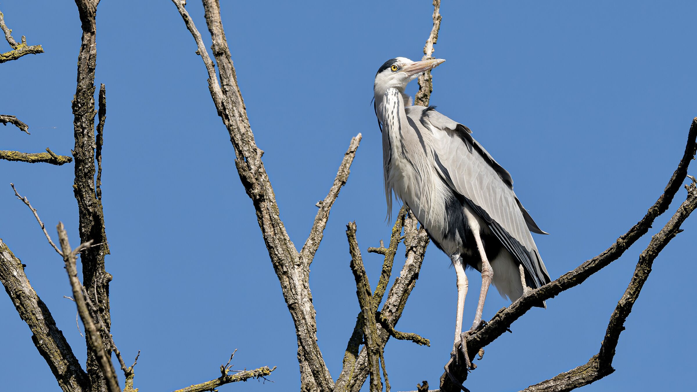 HERON