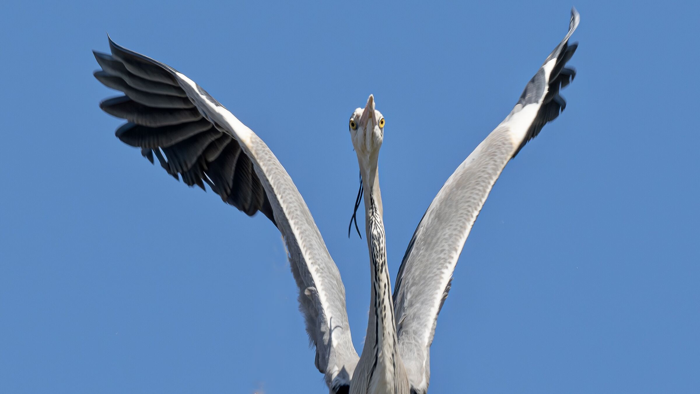 HERON