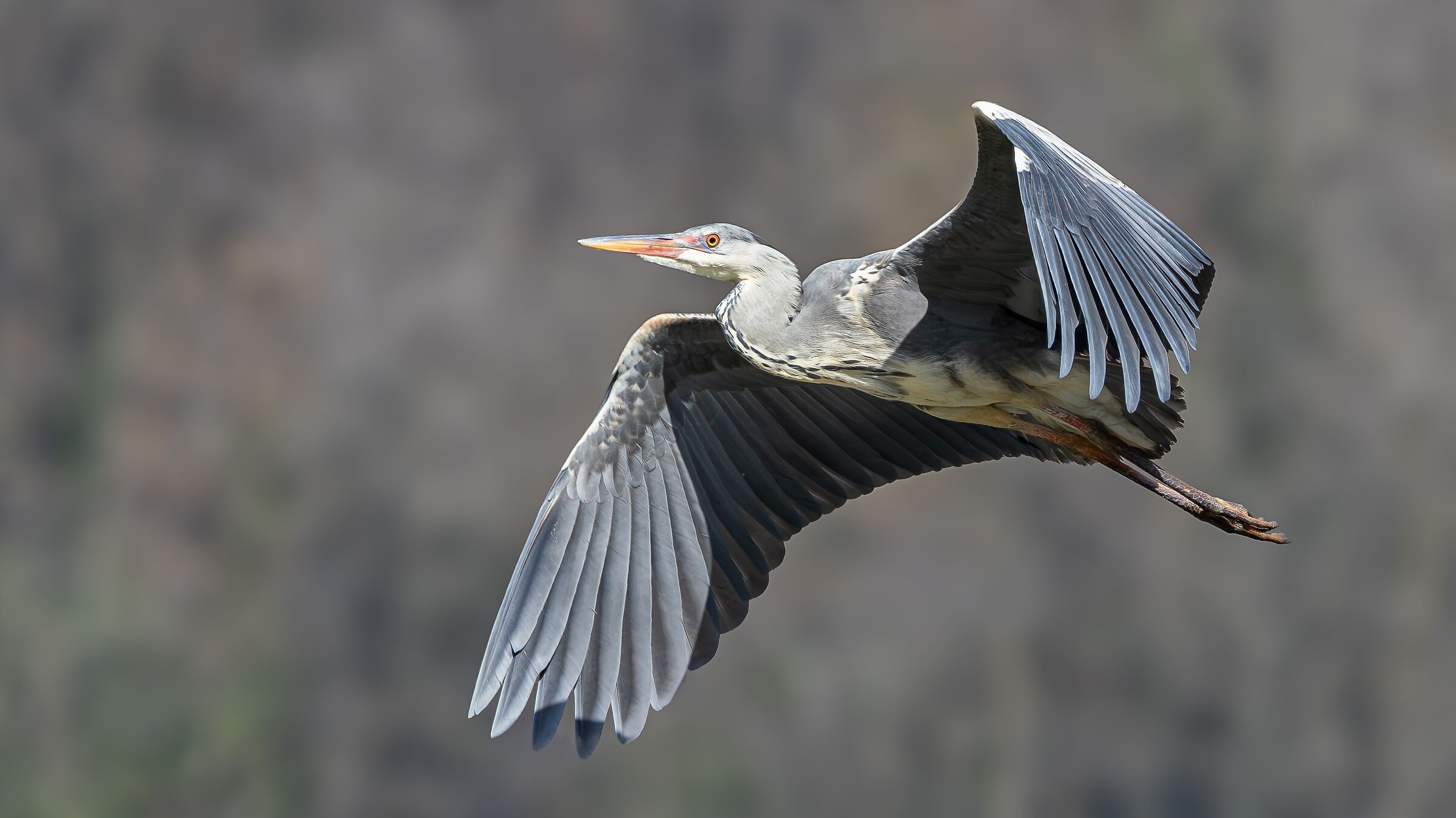 HERON