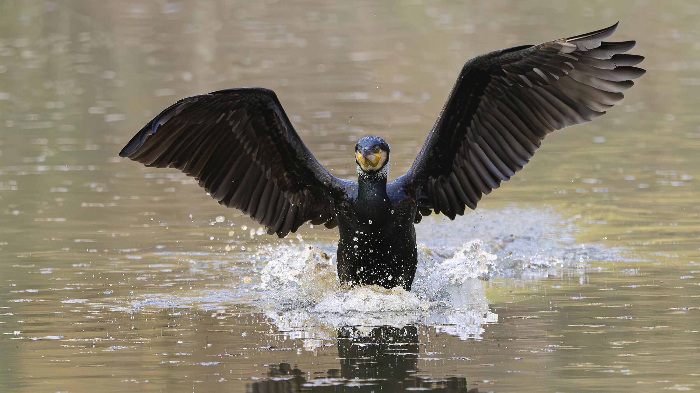 CORMORANT