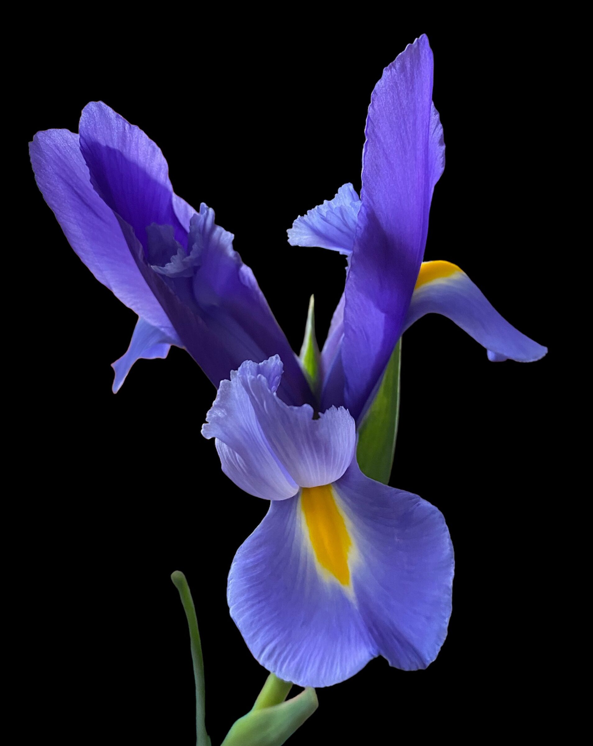 Iris 2