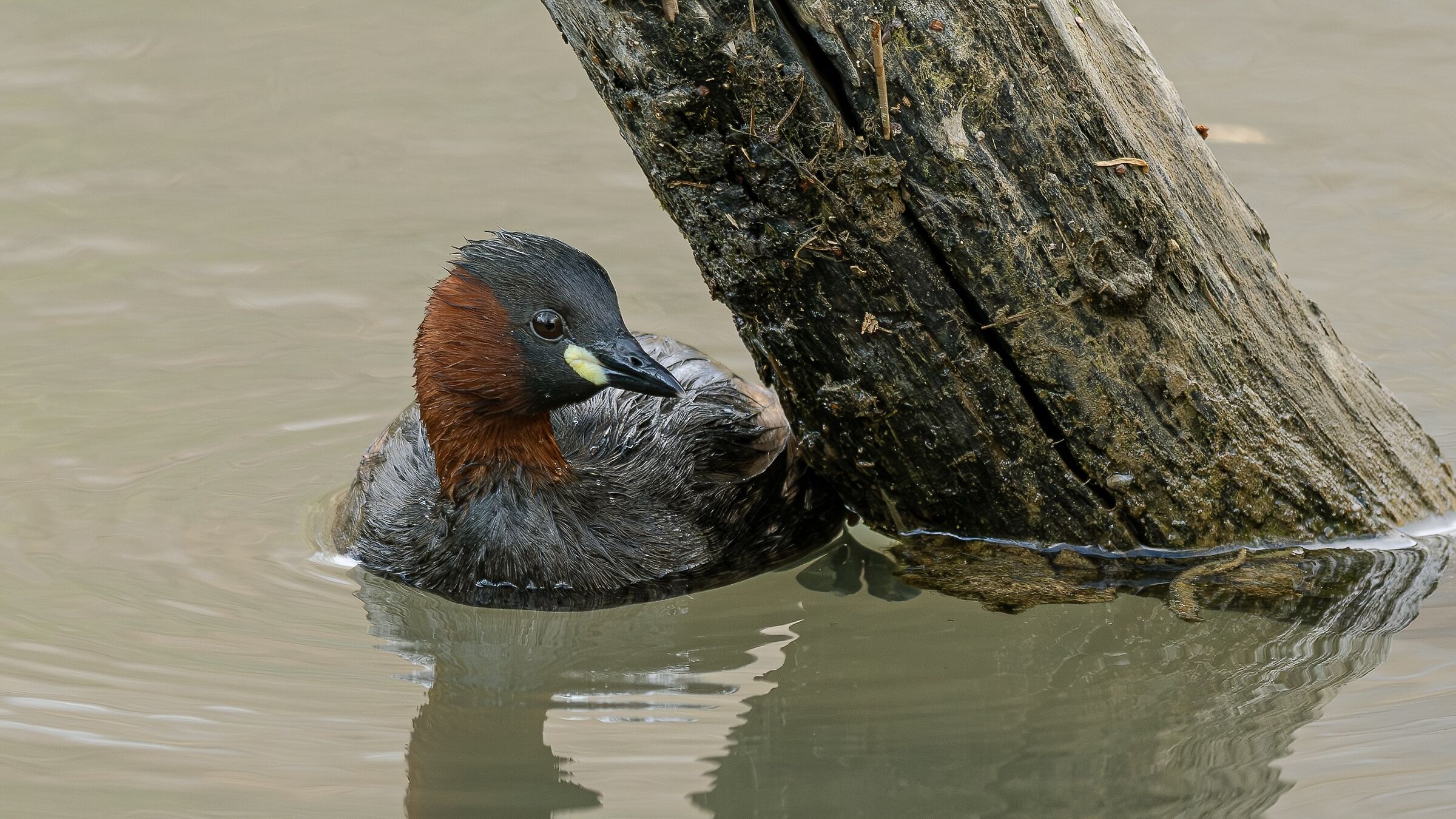 DABCHICK