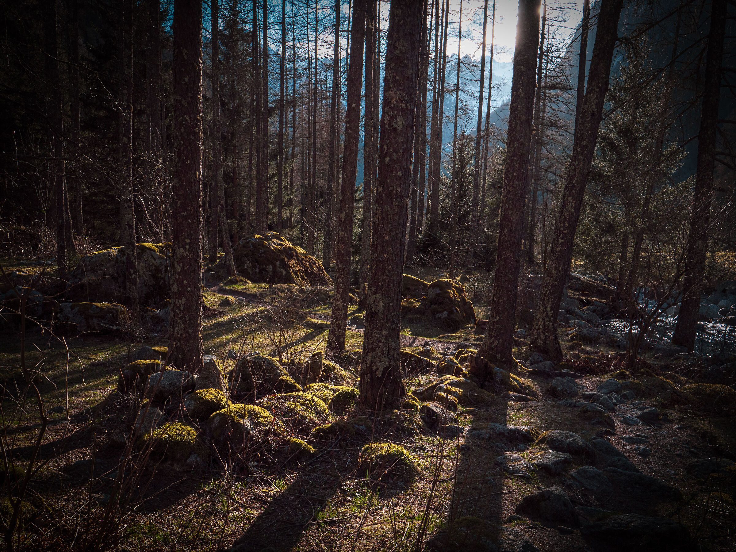 Tramonto nella foresta