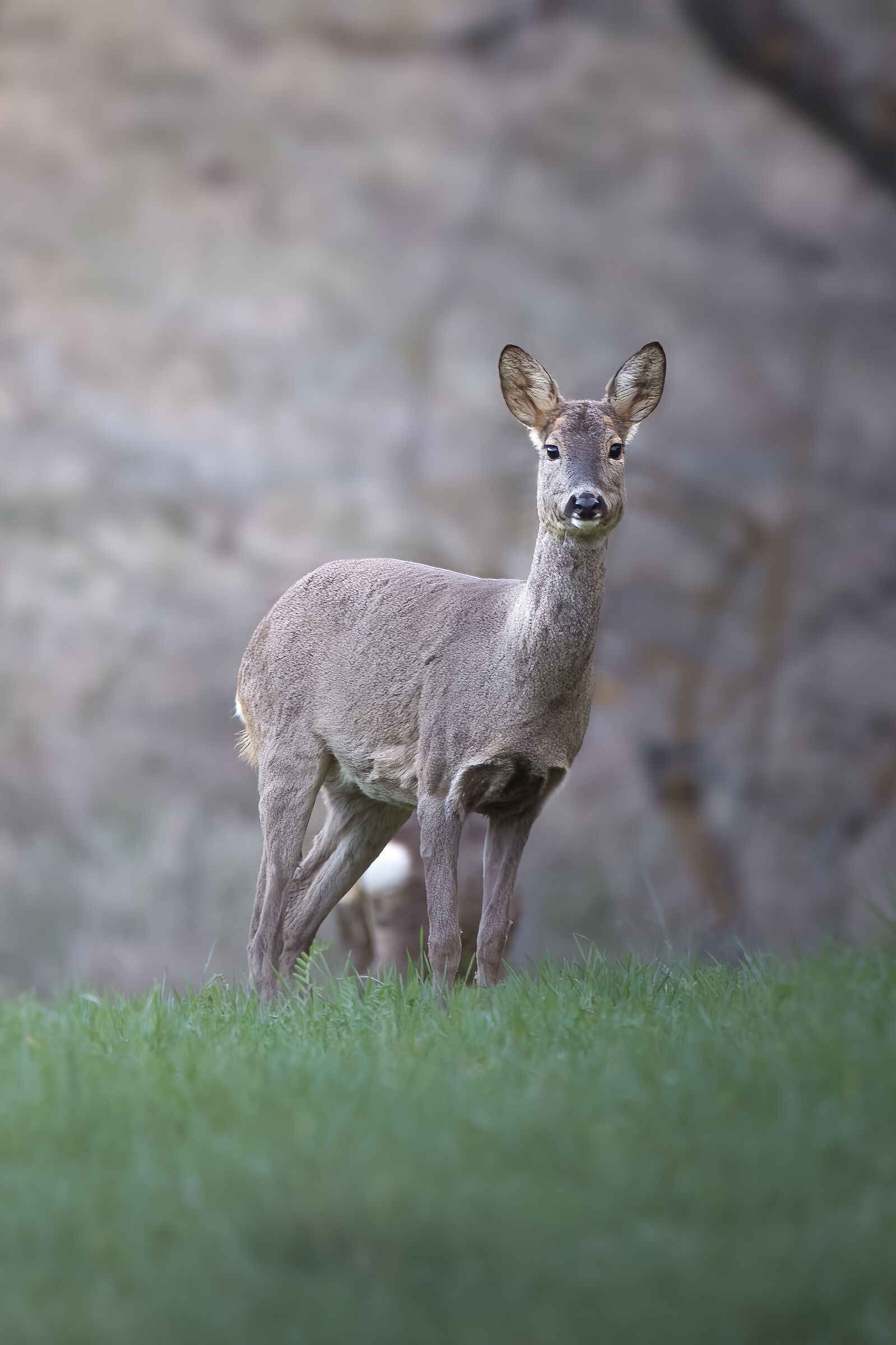 Dawn Roe Deer