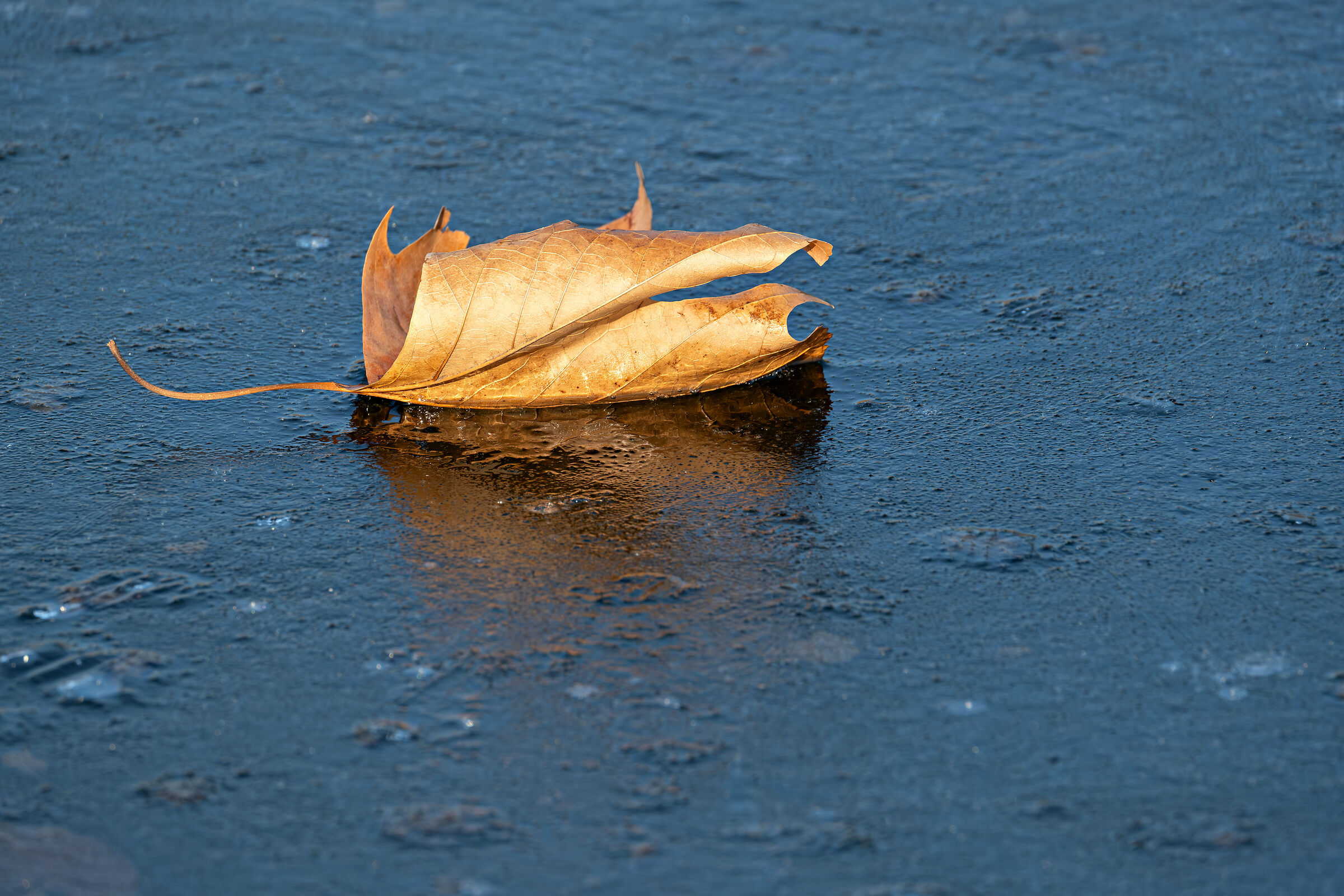 Stagno invernale