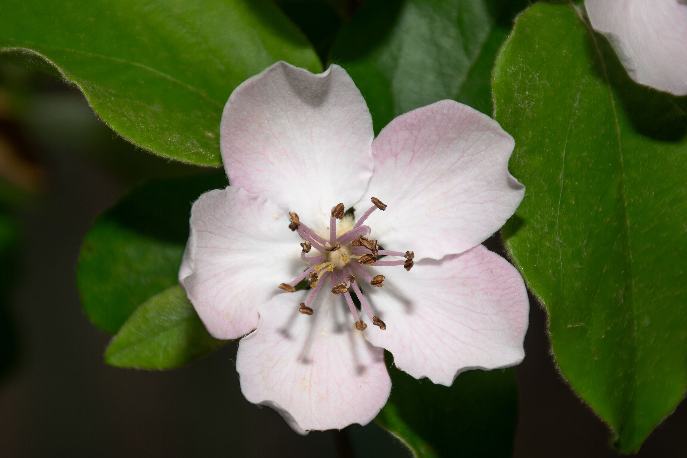 Quince blossom