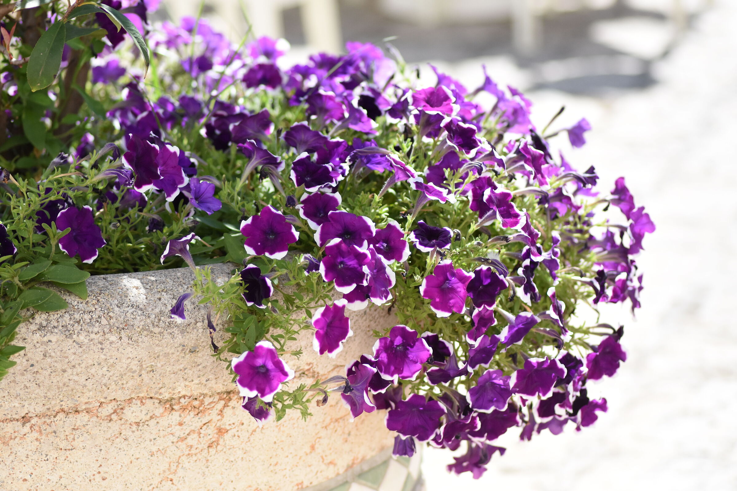 Crop 150, " 1/8 thousand " Tokina 100 f. 2.8- NK. D 7200