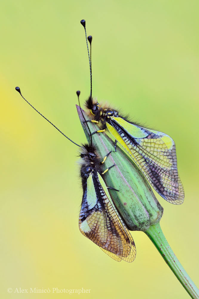 Libelloides coccajus