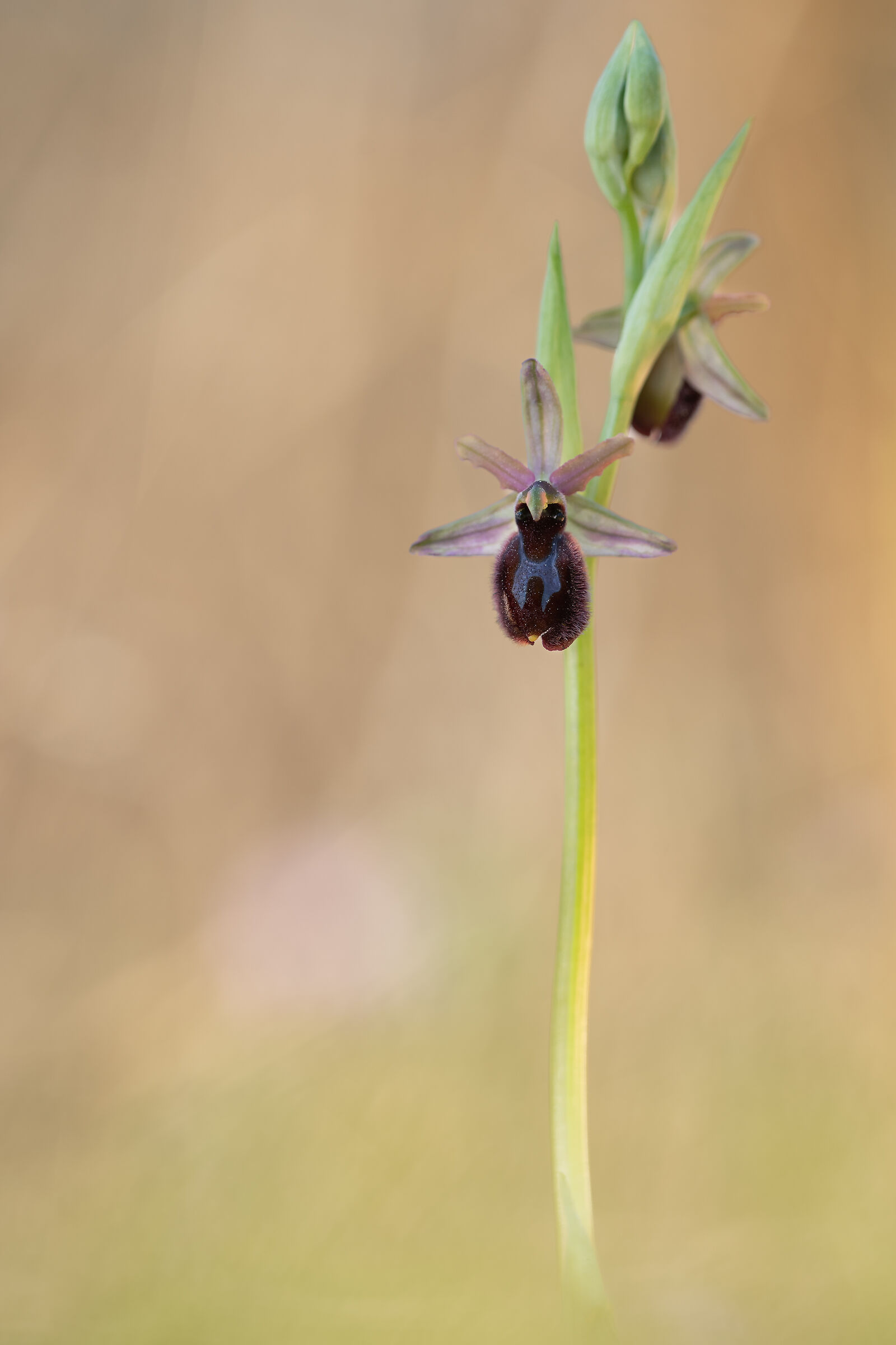 Ophrys x sentinensis x Ophrys bertolonii