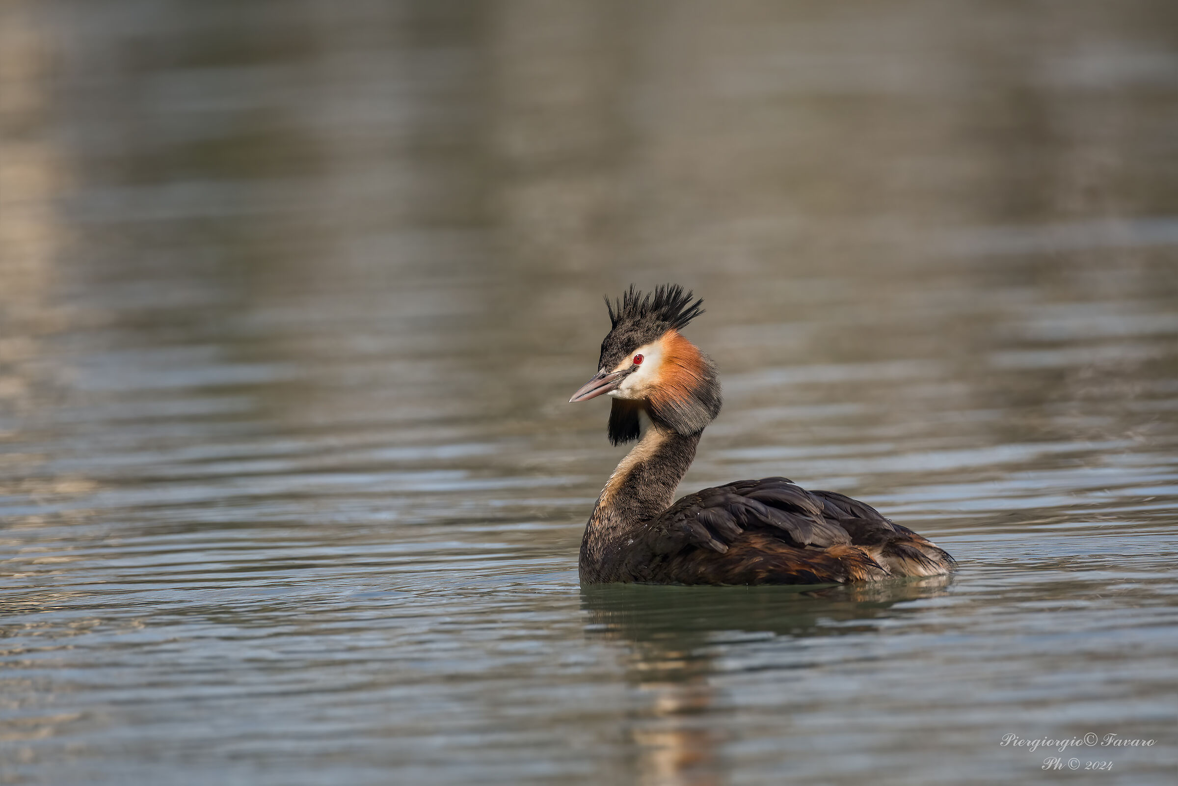 Great crested grebe