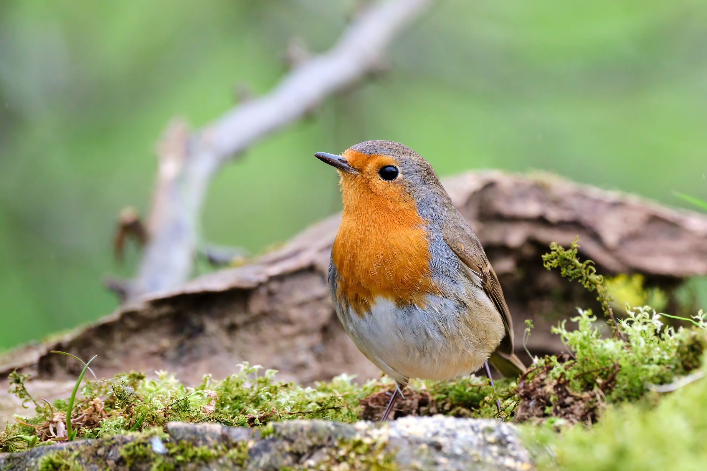 Robin