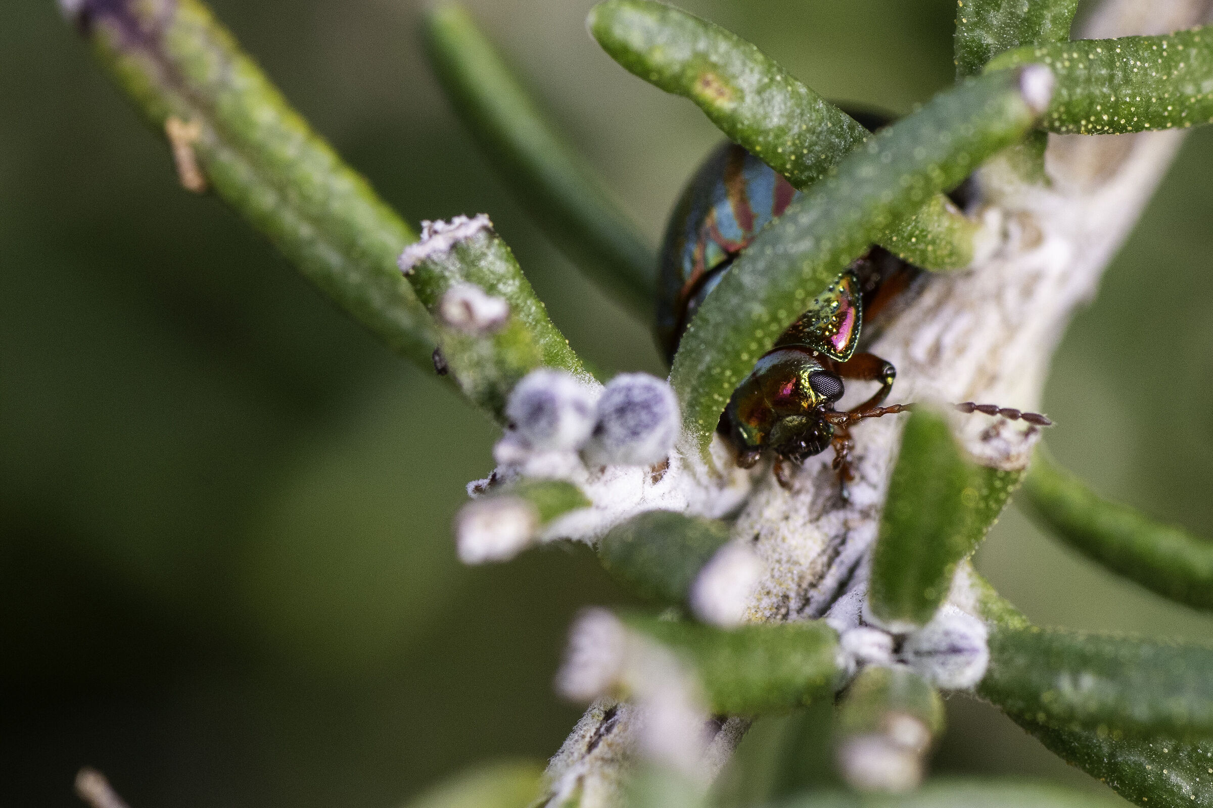Chrysolina americana