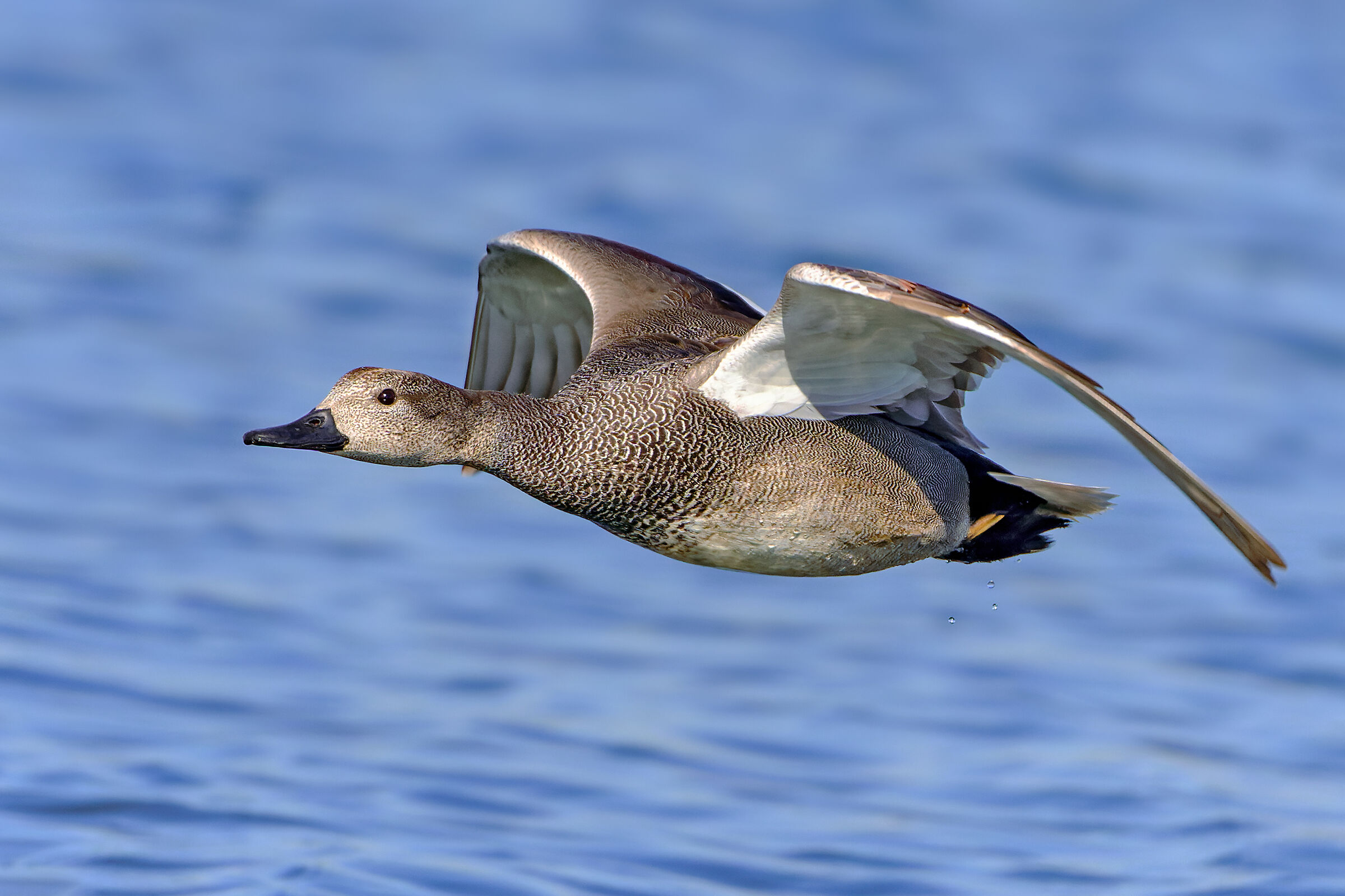 Gadwall