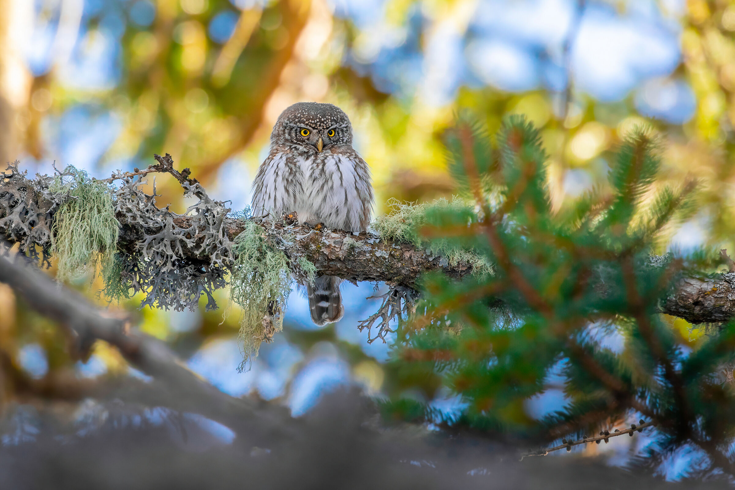 il folletto nel suo ambiente