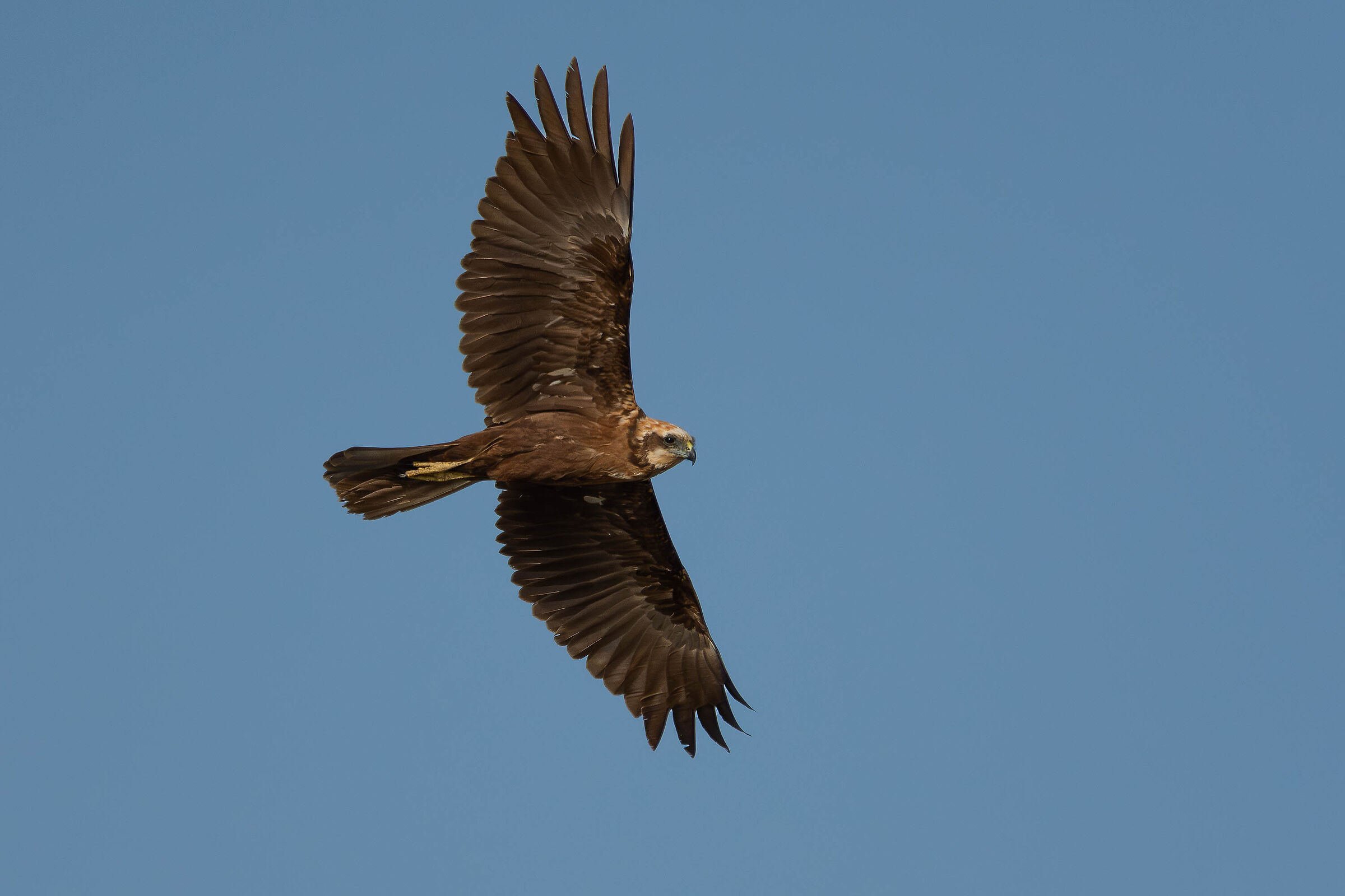 Falco di palude &female;