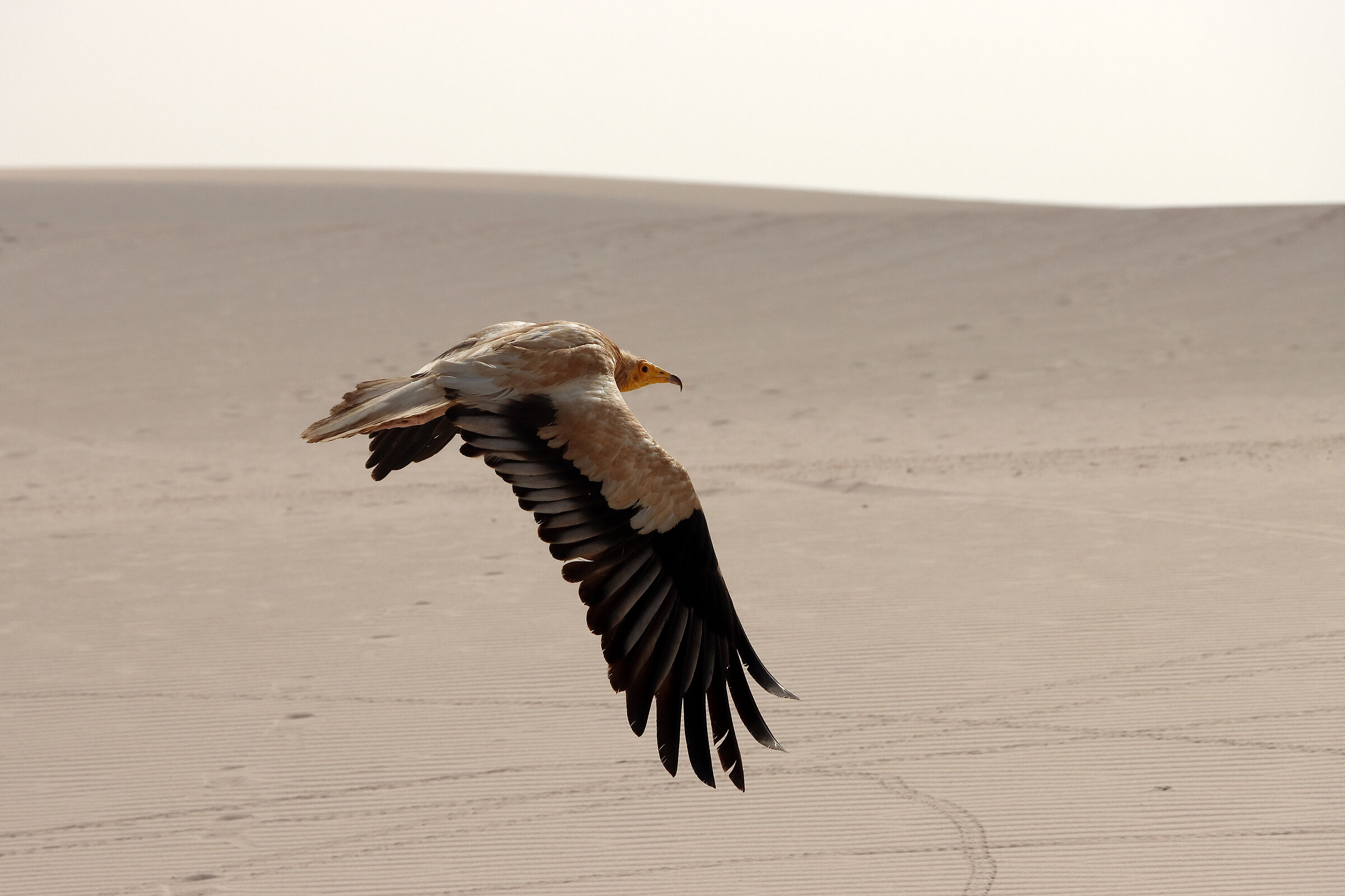 S O C O T R A - avvoltoio egiziano