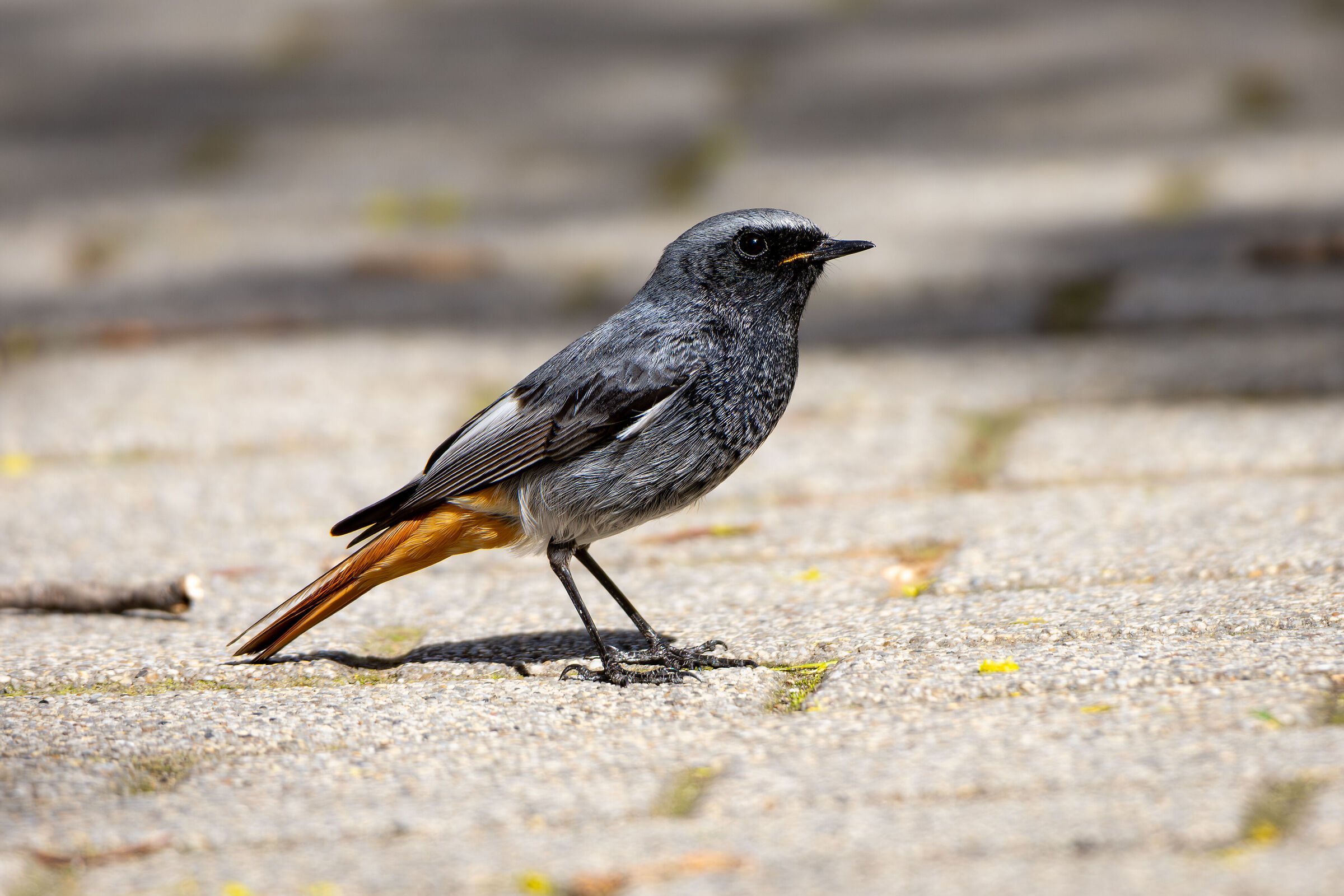 Codirosso spazzacamino