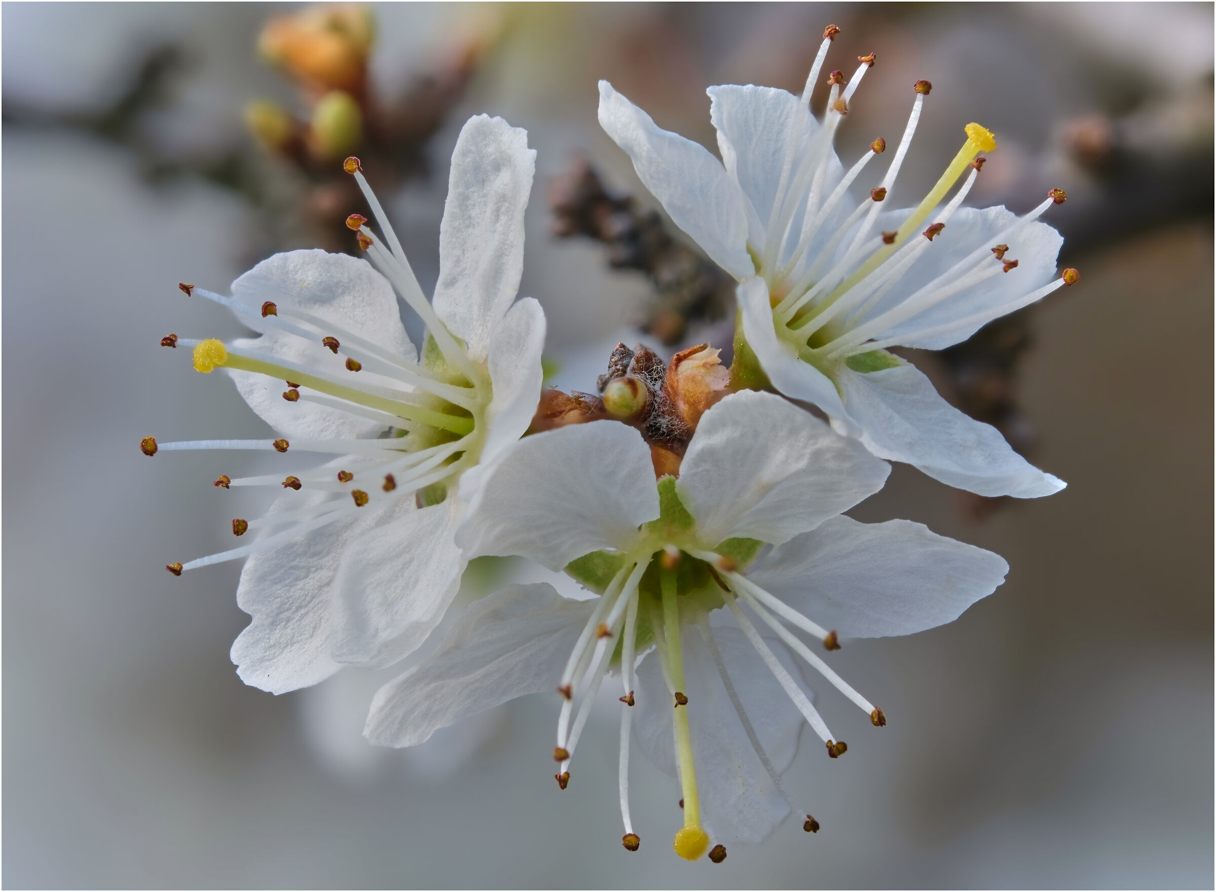 In tre/stacked/anello 11mm.