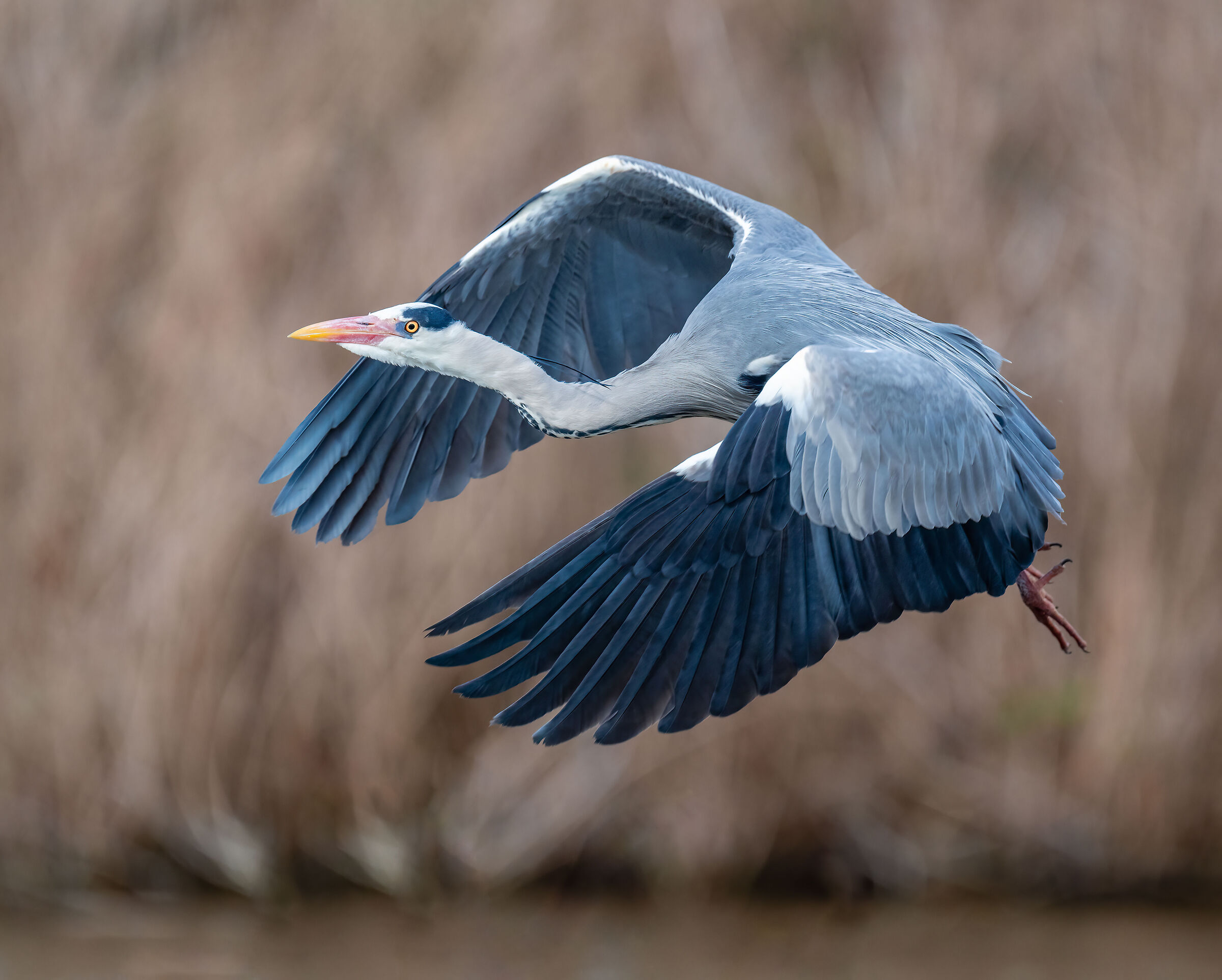 Airone in volo