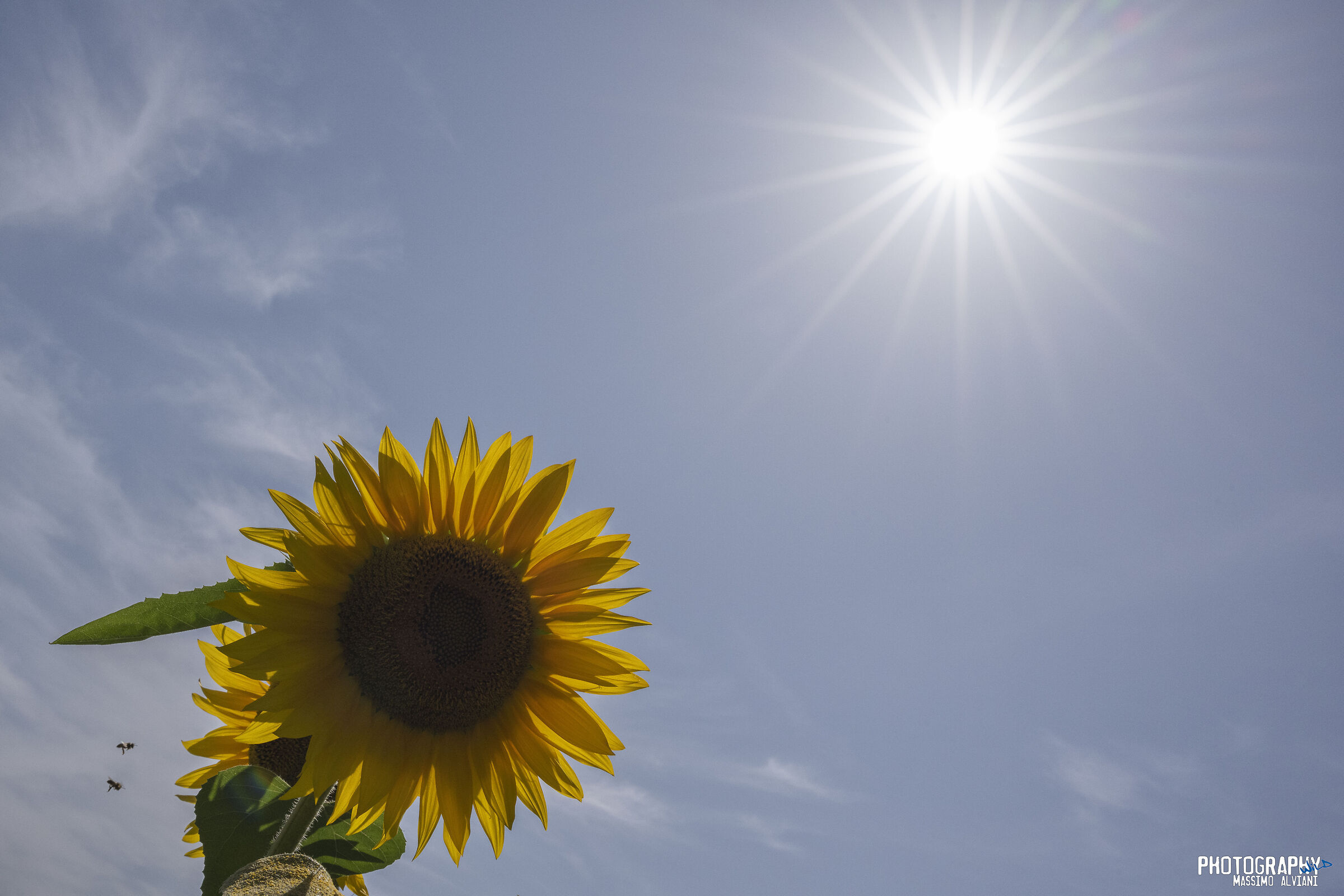 Girasoli al sole....