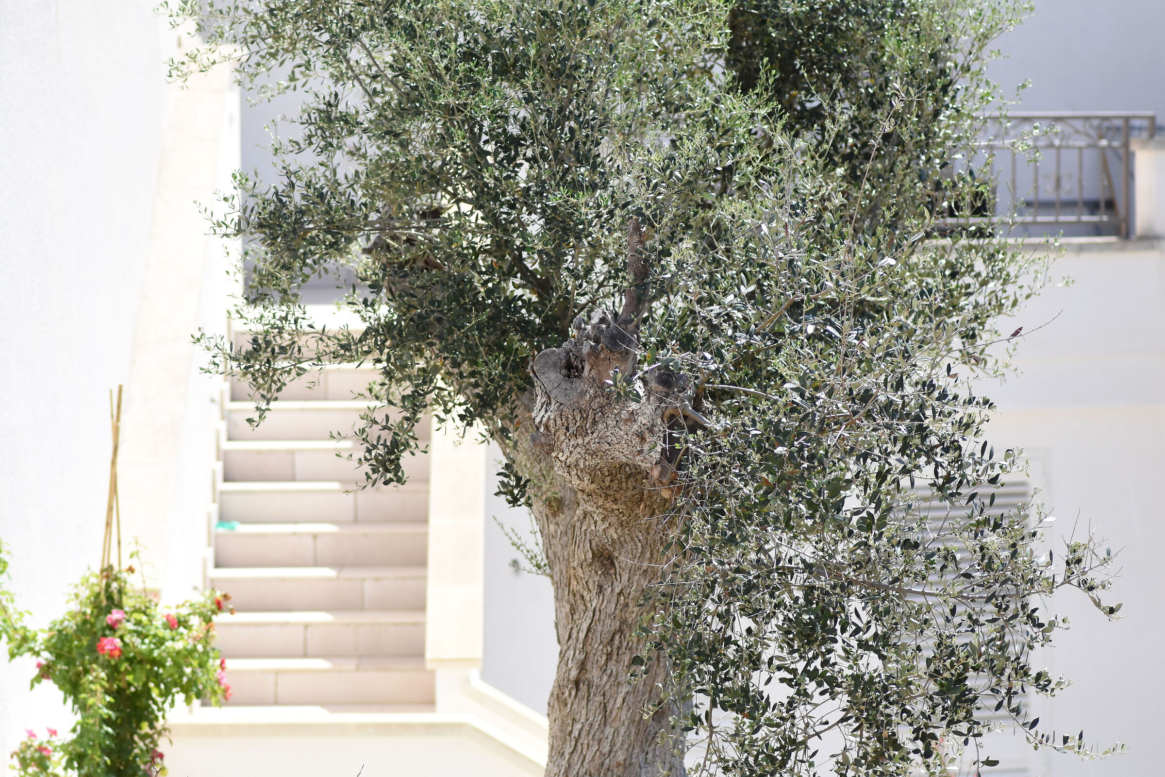 Crop 150, " 1/8 thousand " Tokina 100 F. 2.8 Atx-i- D 7200