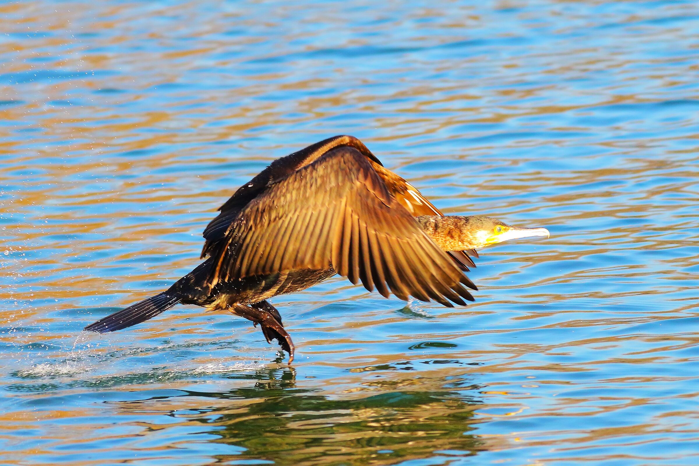 Cormorant 23 January 2024 - 6165