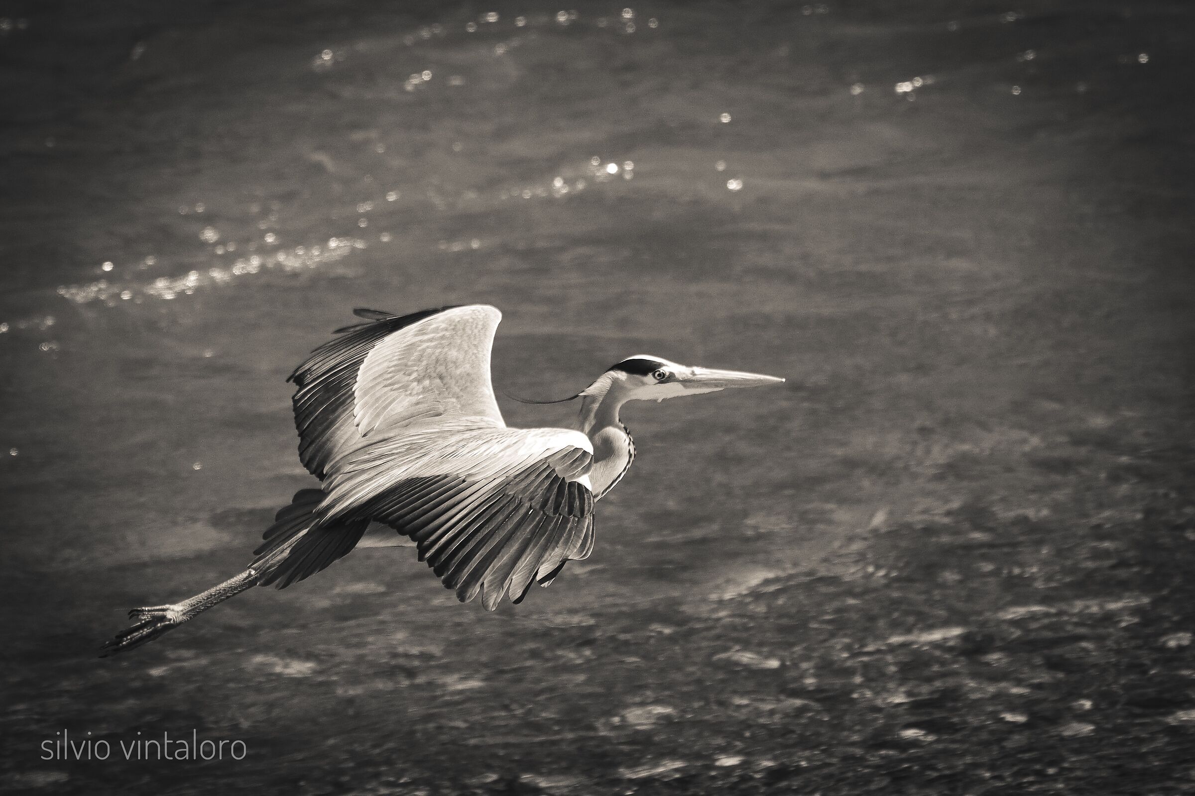 Senza Titolo