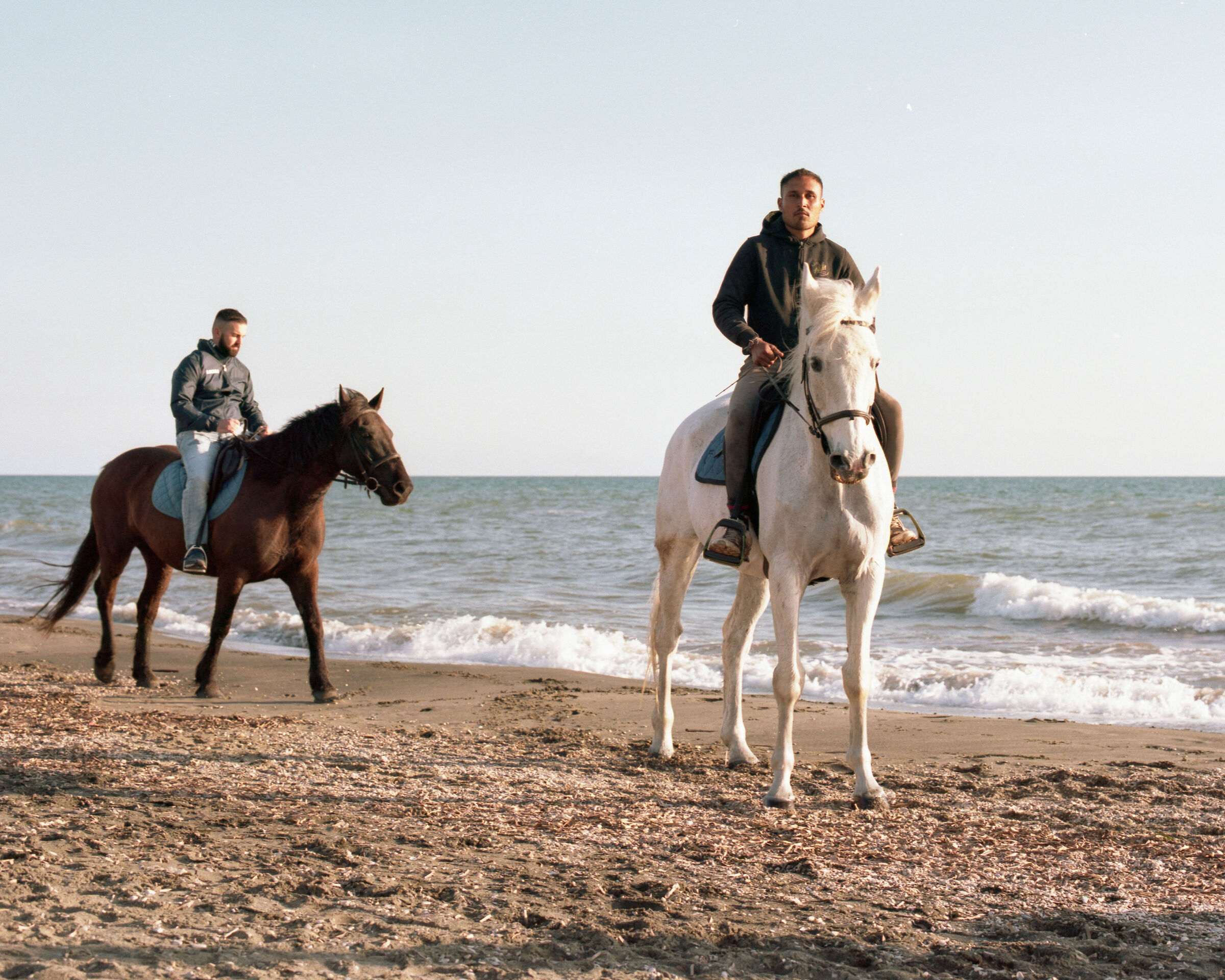 Horses