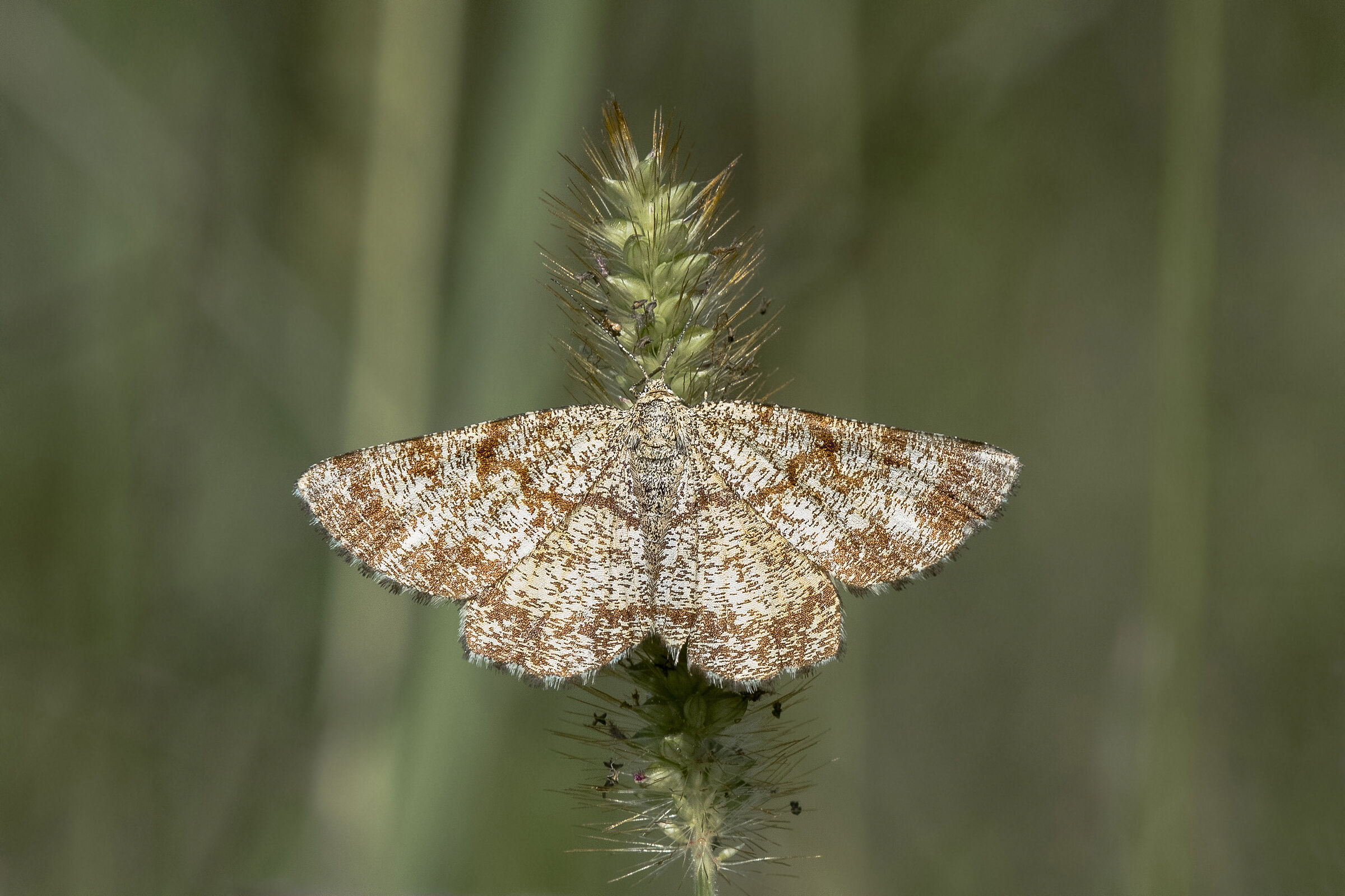 Ematurga atomaria femmina(Linnaeus, 1758)