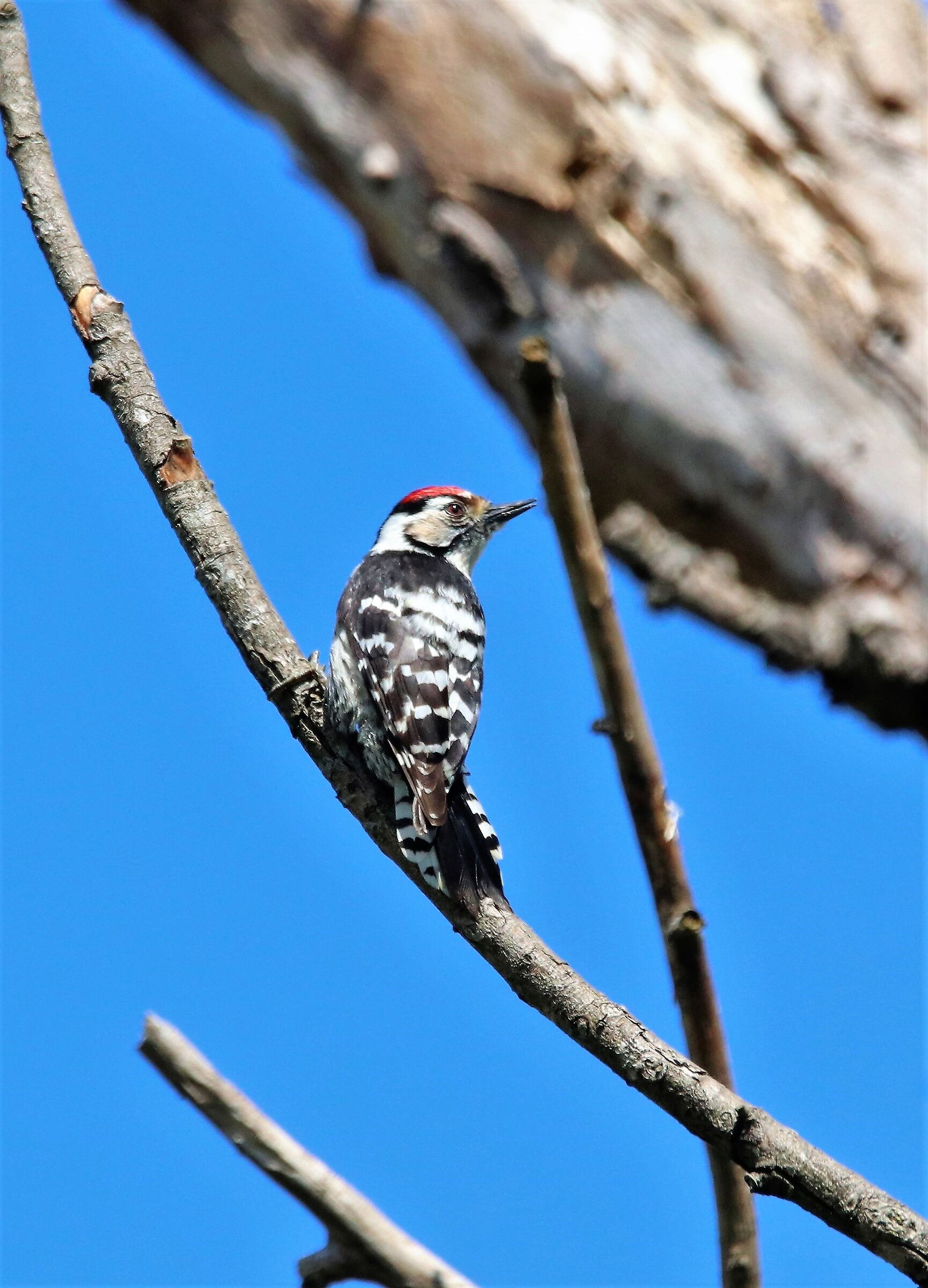 Lesser Spotted Woodpecker F.