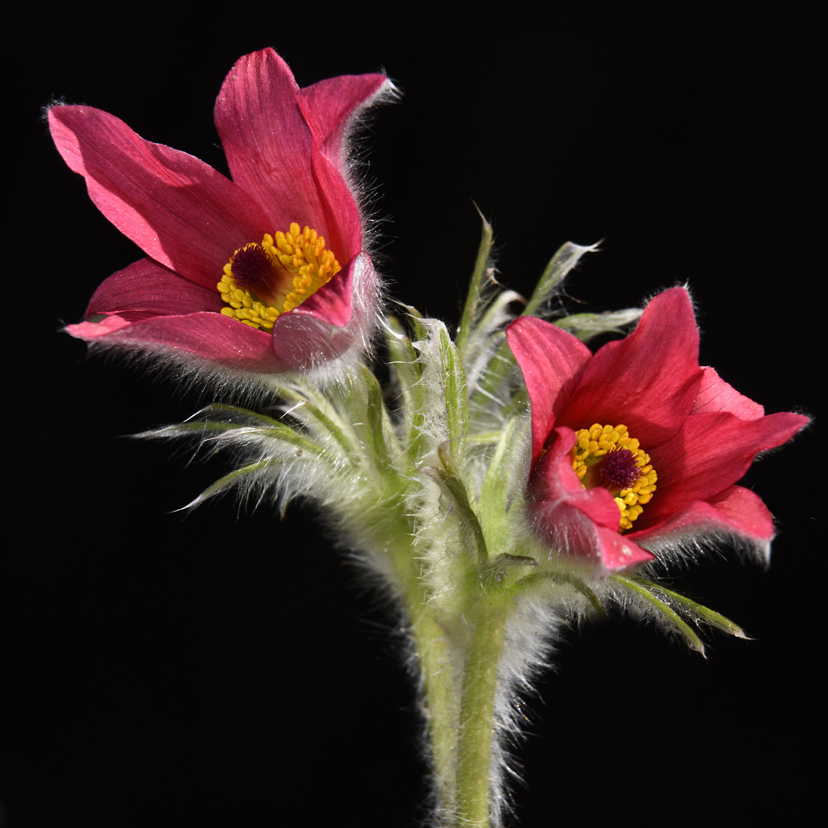 Pulsatilla nel giardino di casa