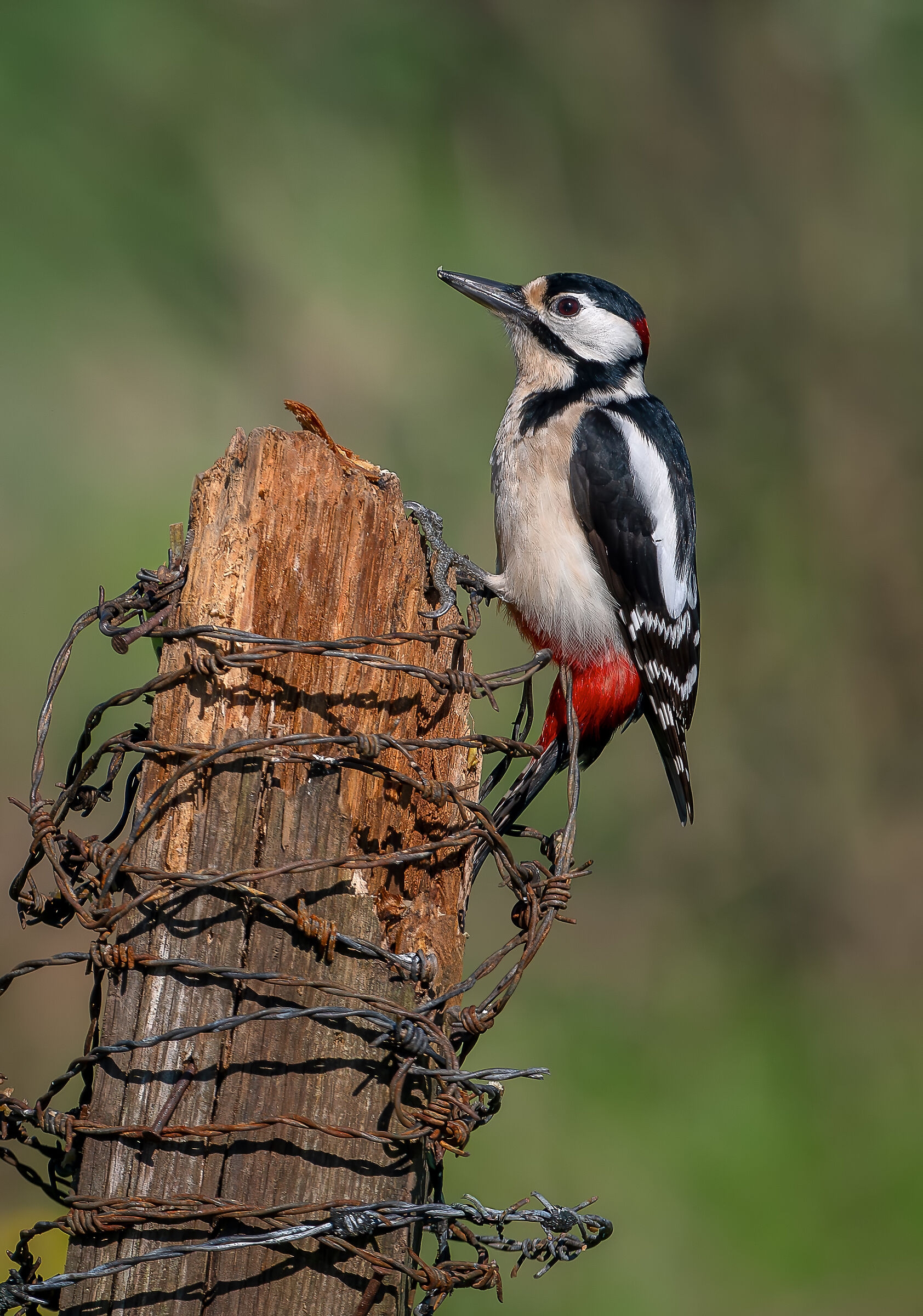 Spotted woodpecker #capannocora