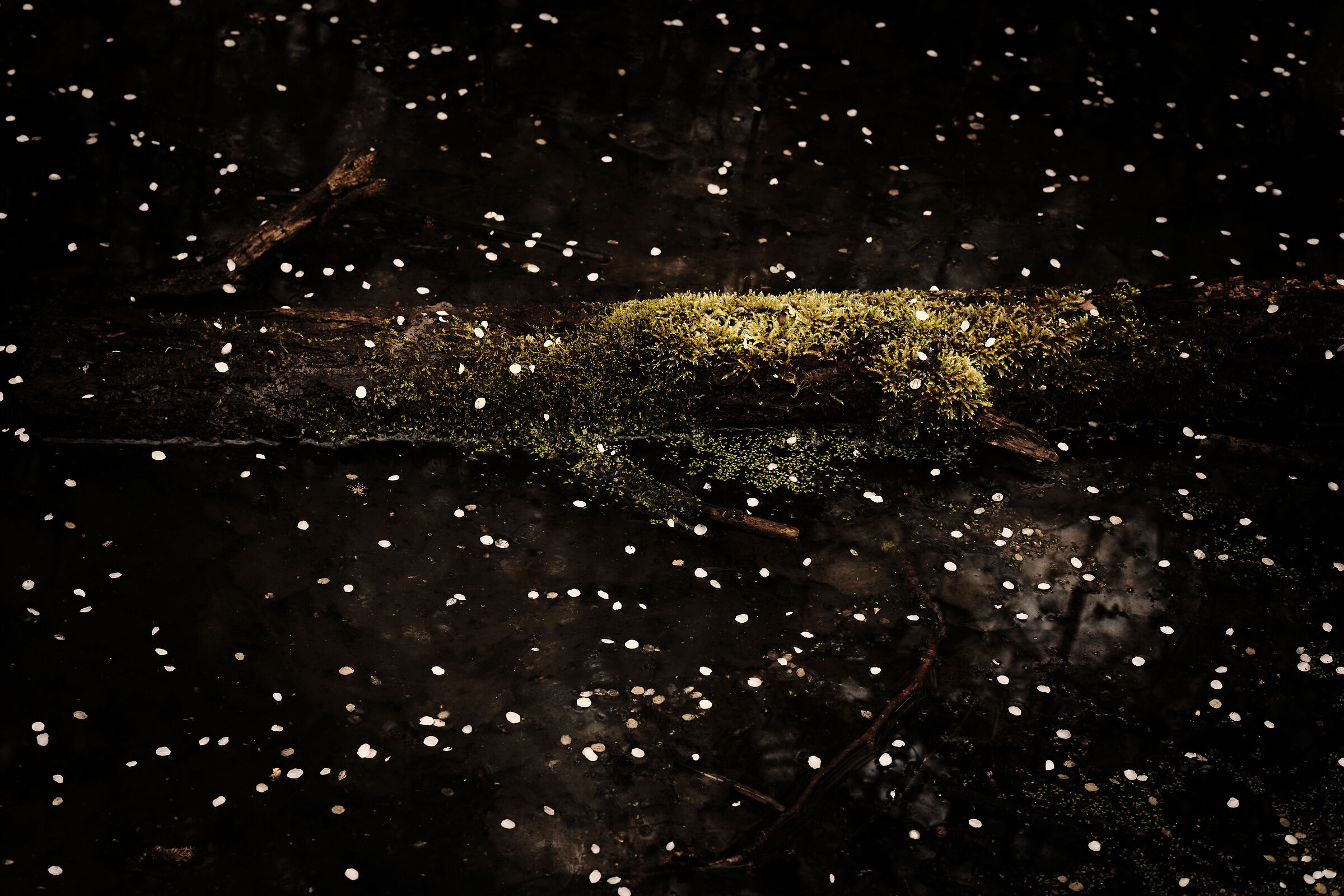 Resurgence in the woods