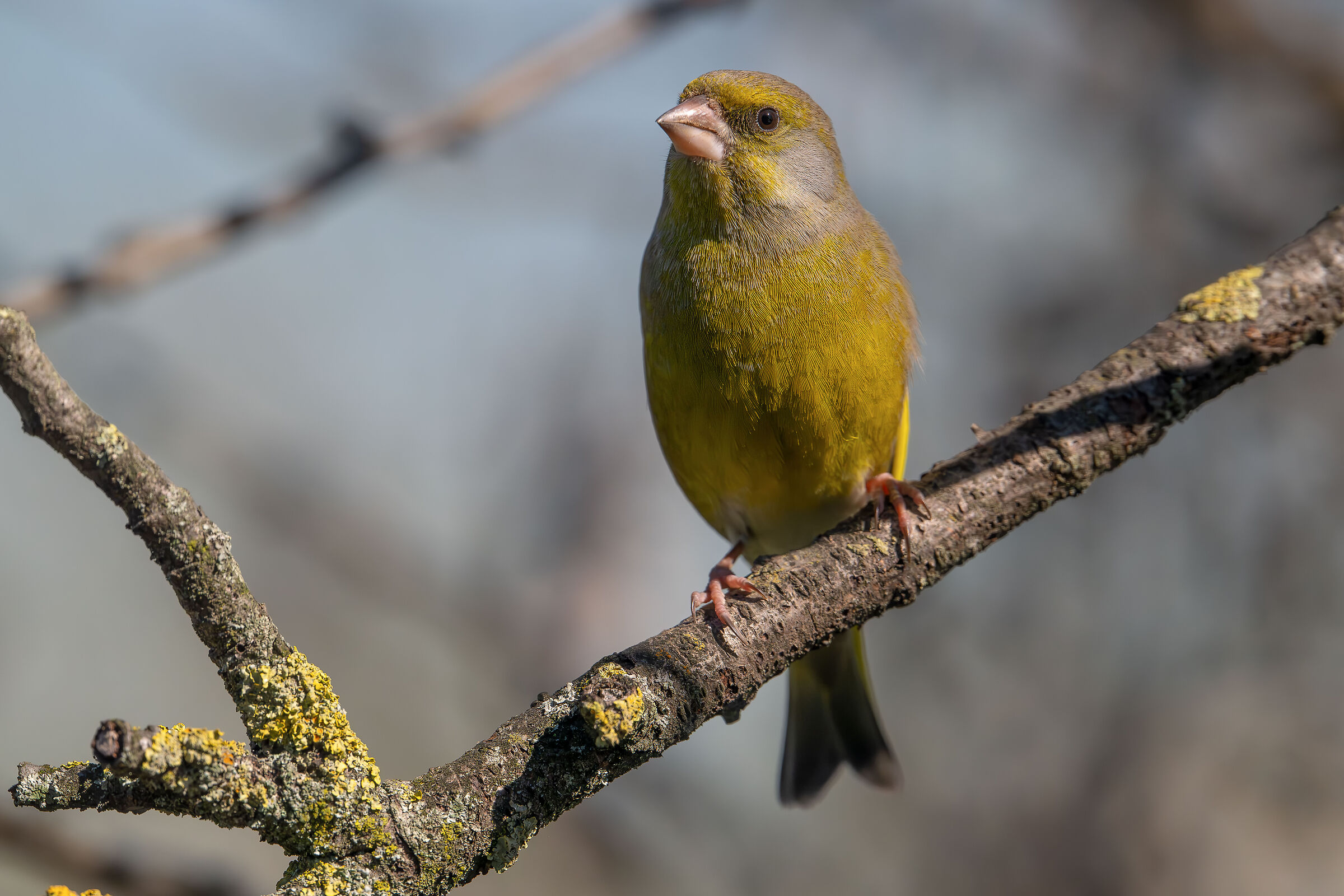 Greenfinch #capannocora