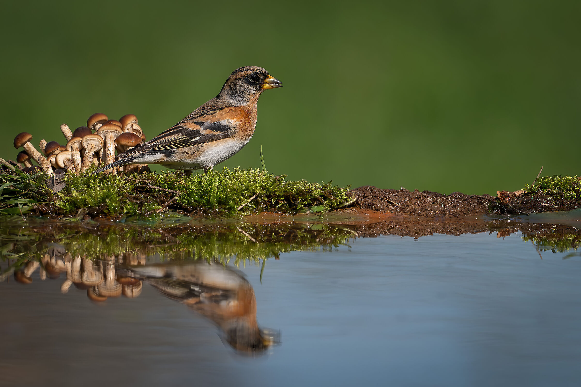 Peppola #capannocora