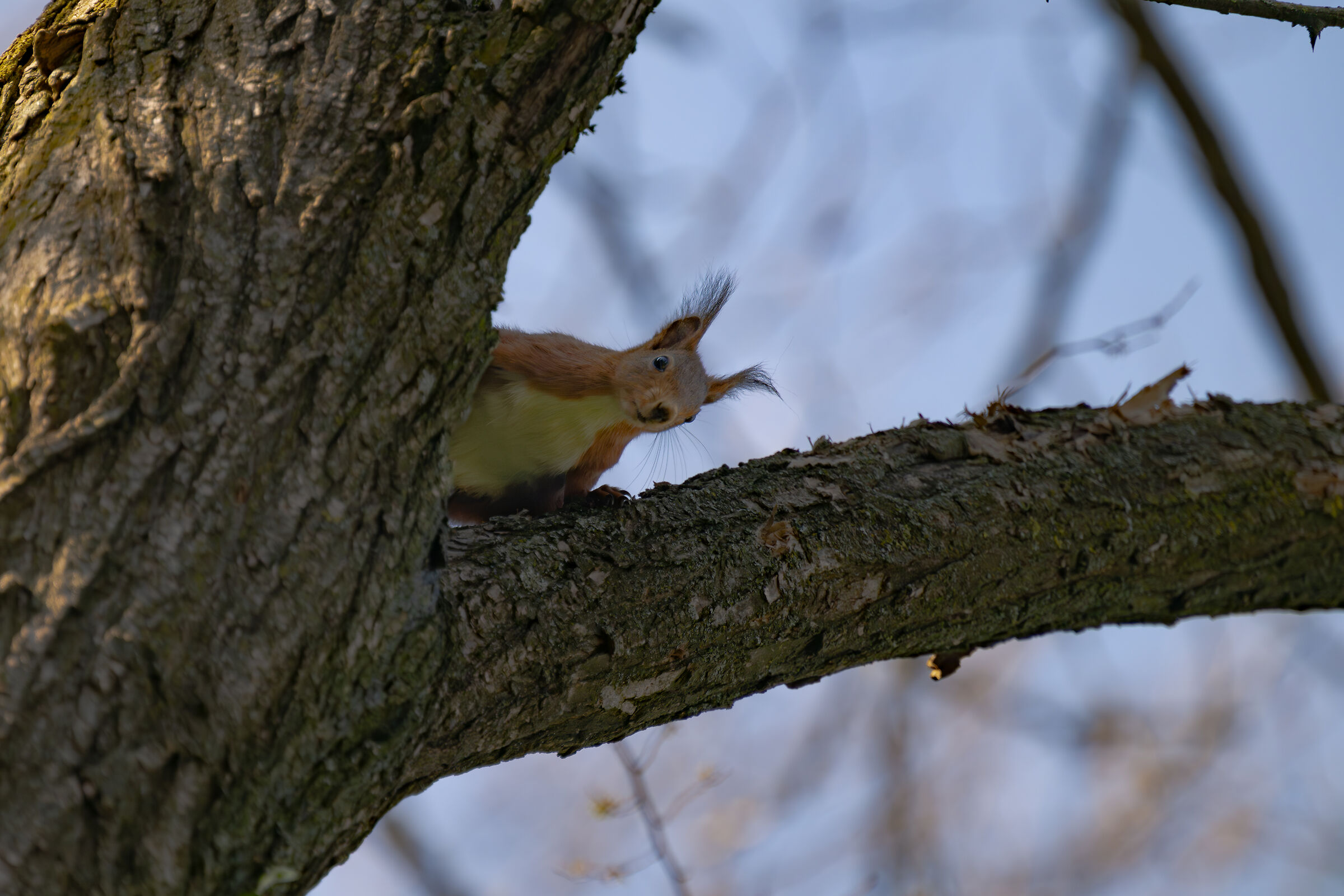 I'll spy on you......